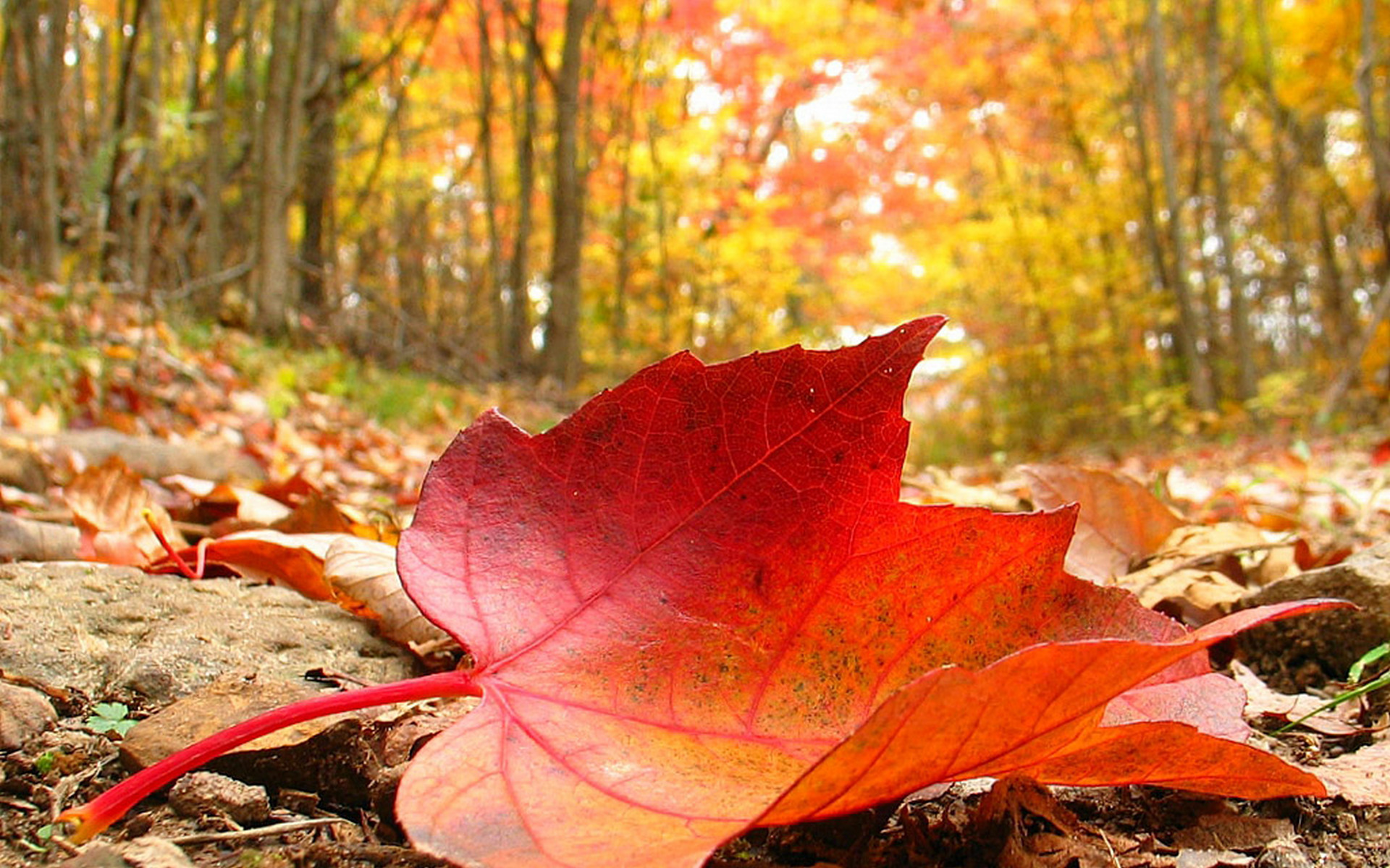 Обои деревья, природа, лес, осень, лист, trees, nature, forest, autumn, sheet разрешение 1920x1200 Загрузить