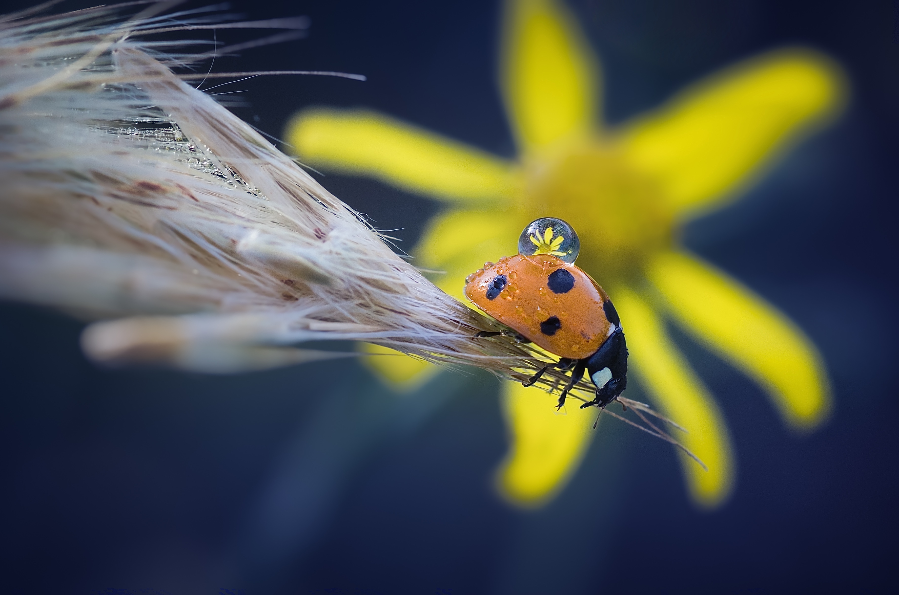 Обои жук, макро, насекомое, цветок, капля, божья коровка, колосок, beetle, macro, insect, flower, drop, ladybug, spike разрешение 3552x2353 Загрузить