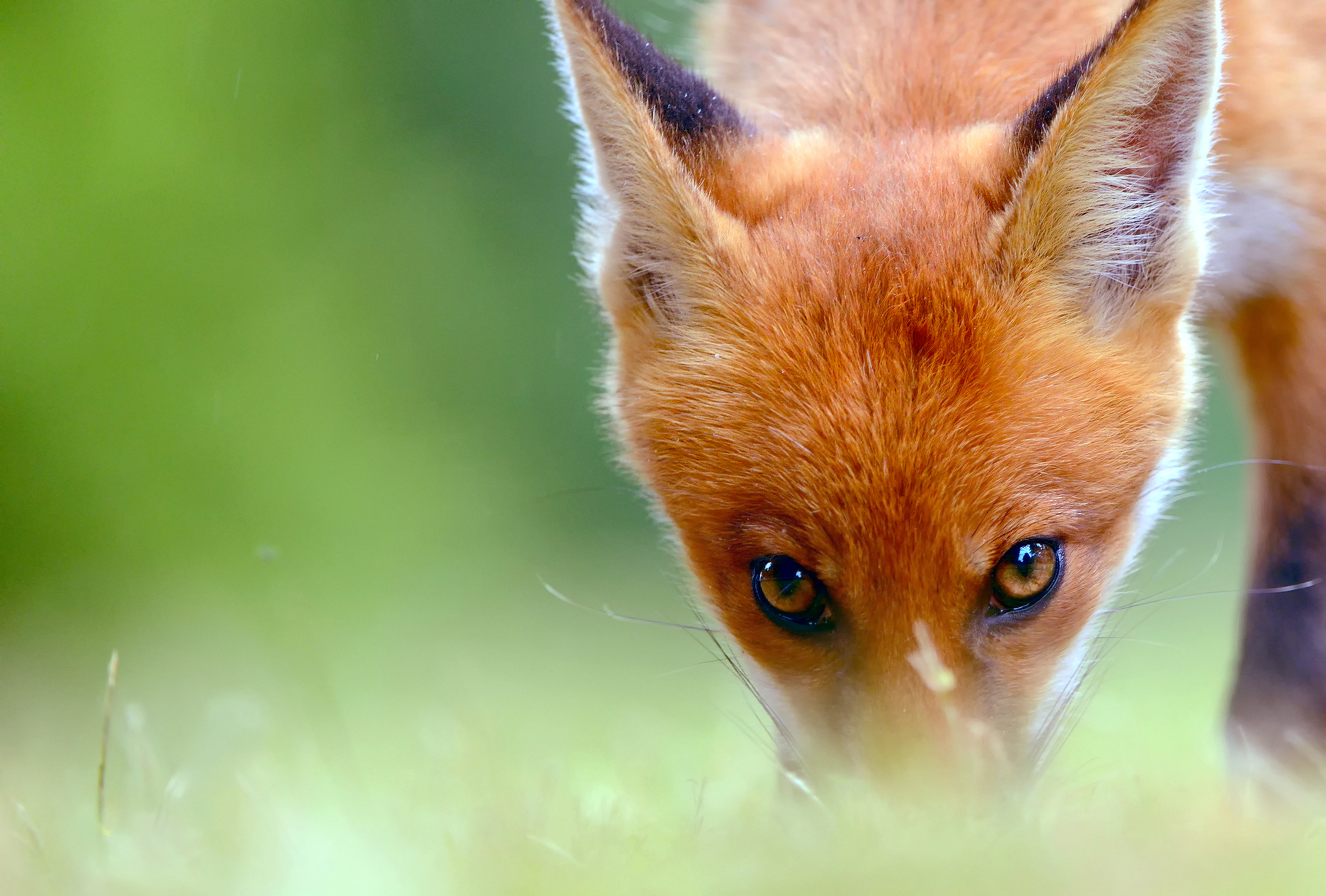 Обои глаза, смотрит, взгляд, лиса, лисенок, eyes, looks, look, fox разрешение 2048x1385 Загрузить