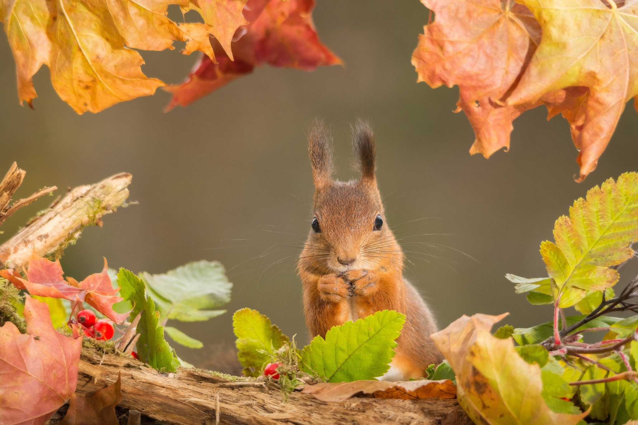 Обои листья, осень, рыжая, белка, leaves, autumn, red, protein разрешение 2048x1365 Загрузить