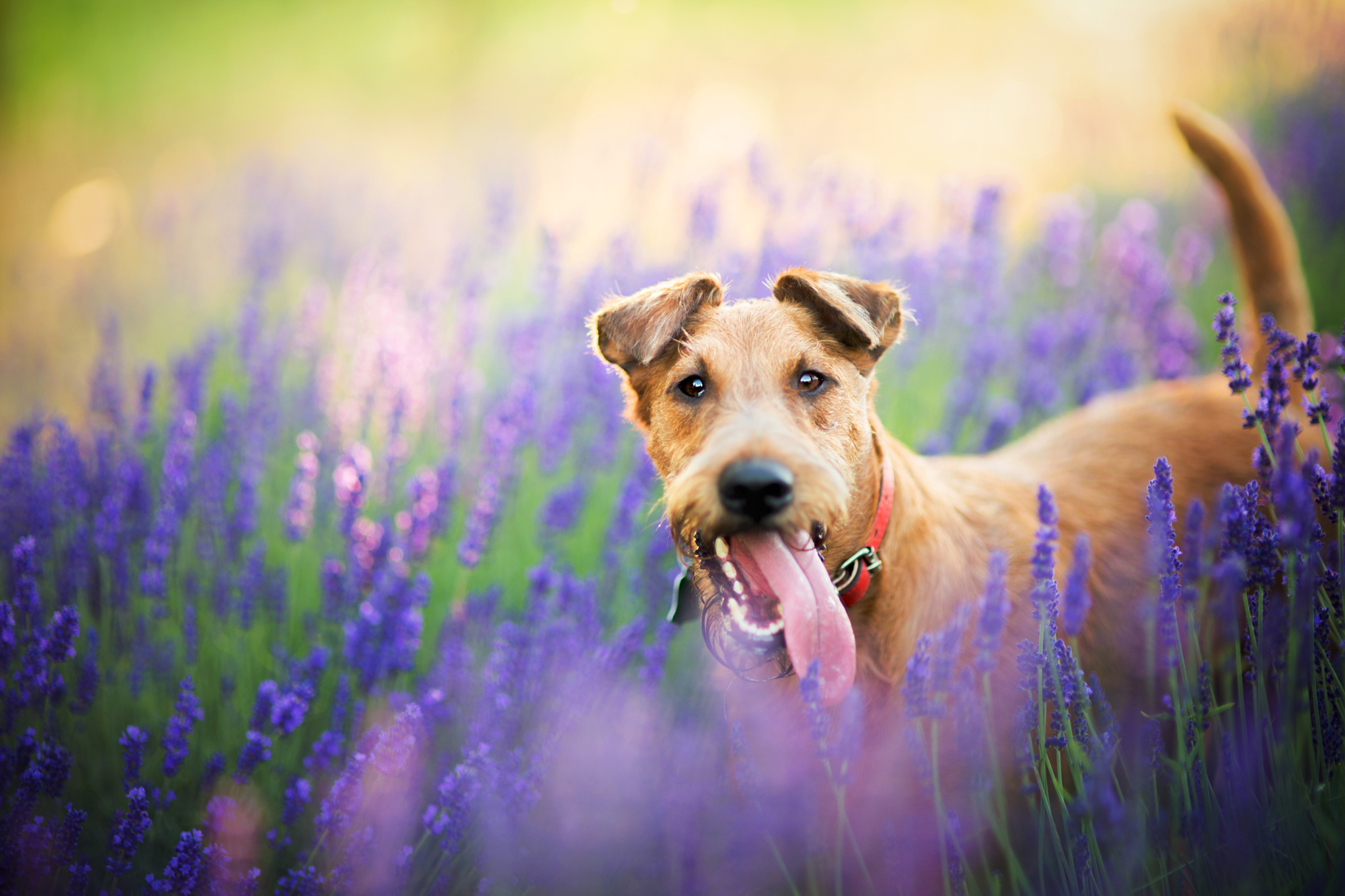 собака трава полевые цветы бесплатно