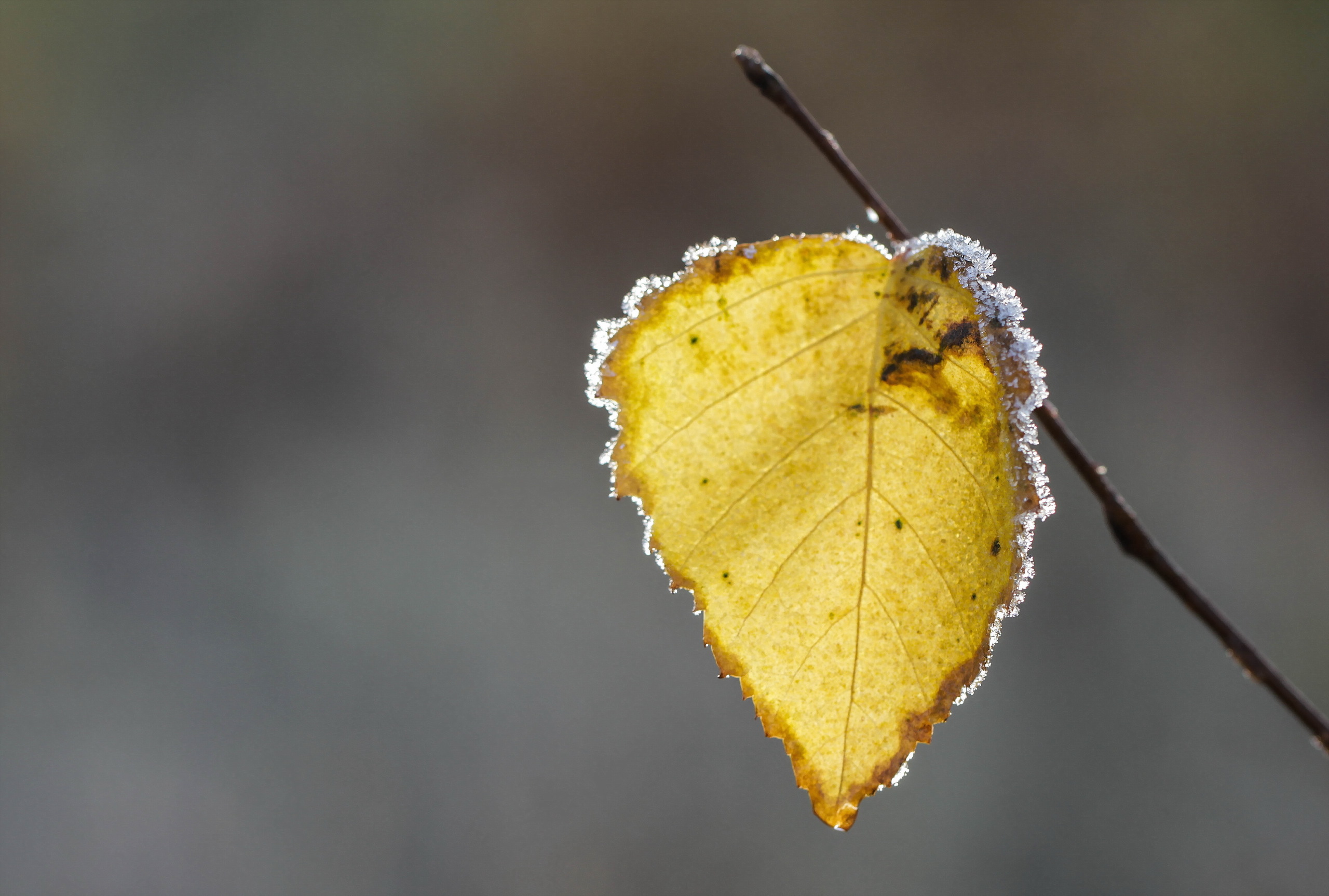 Обои природа, иней, осень, лист, осенние листья, nature, frost, autumn, sheet, autumn leaves разрешение 2560x1726 Загрузить