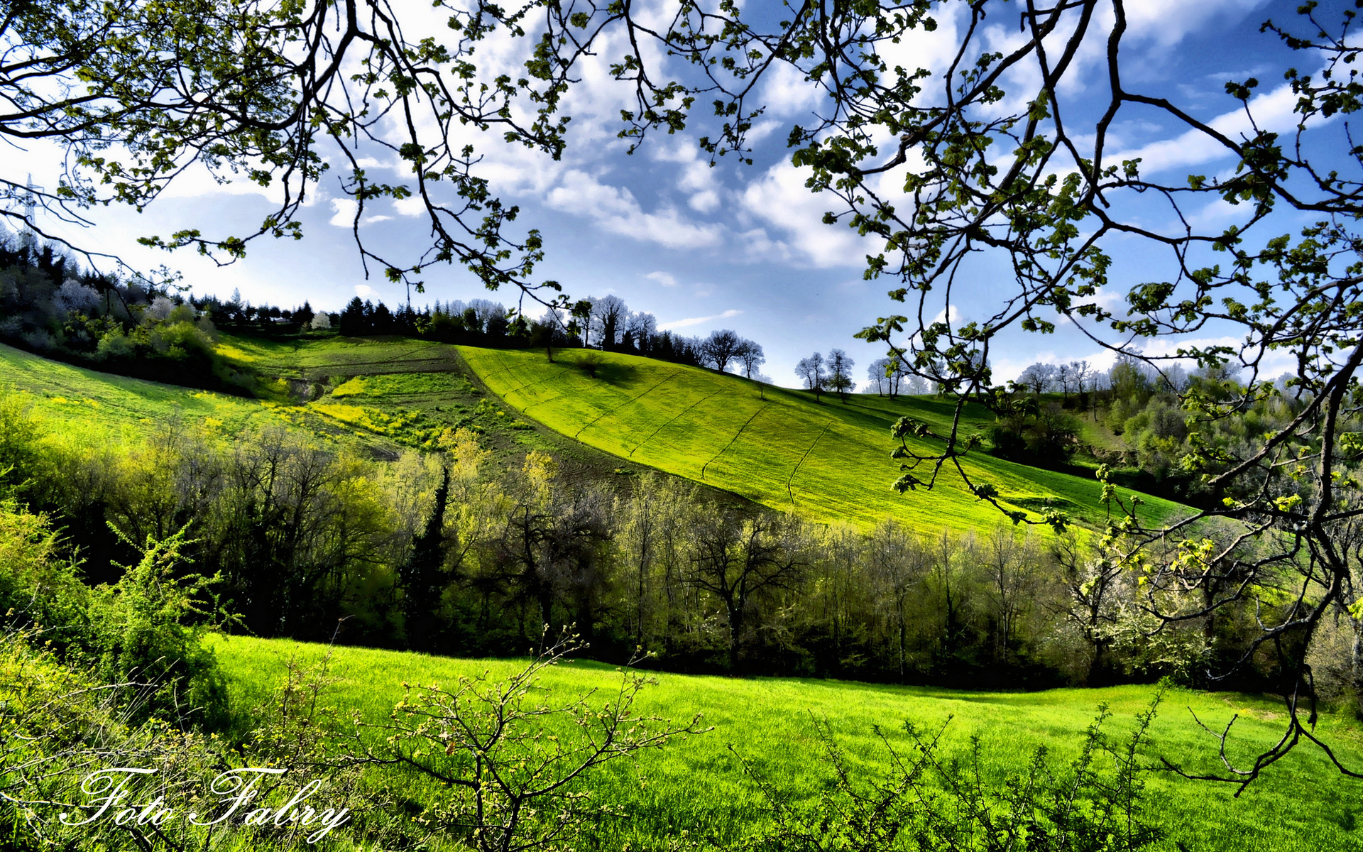 Обои деревья, зелень, поля, весна, trees, greens, field, spring разрешение 1920x1200 Загрузить