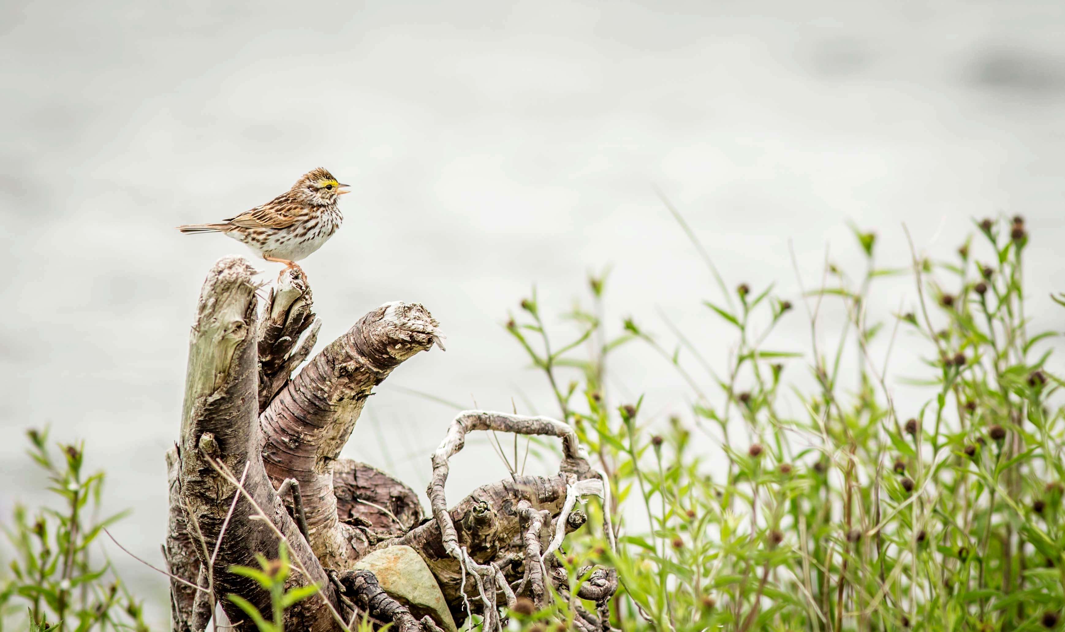 Обои природа, птица, дождь, пение, овсянка, rainy, птаха, вокалист, nature, bird, rain, singing, oatmeal, singer разрешение 3476x2062 Загрузить