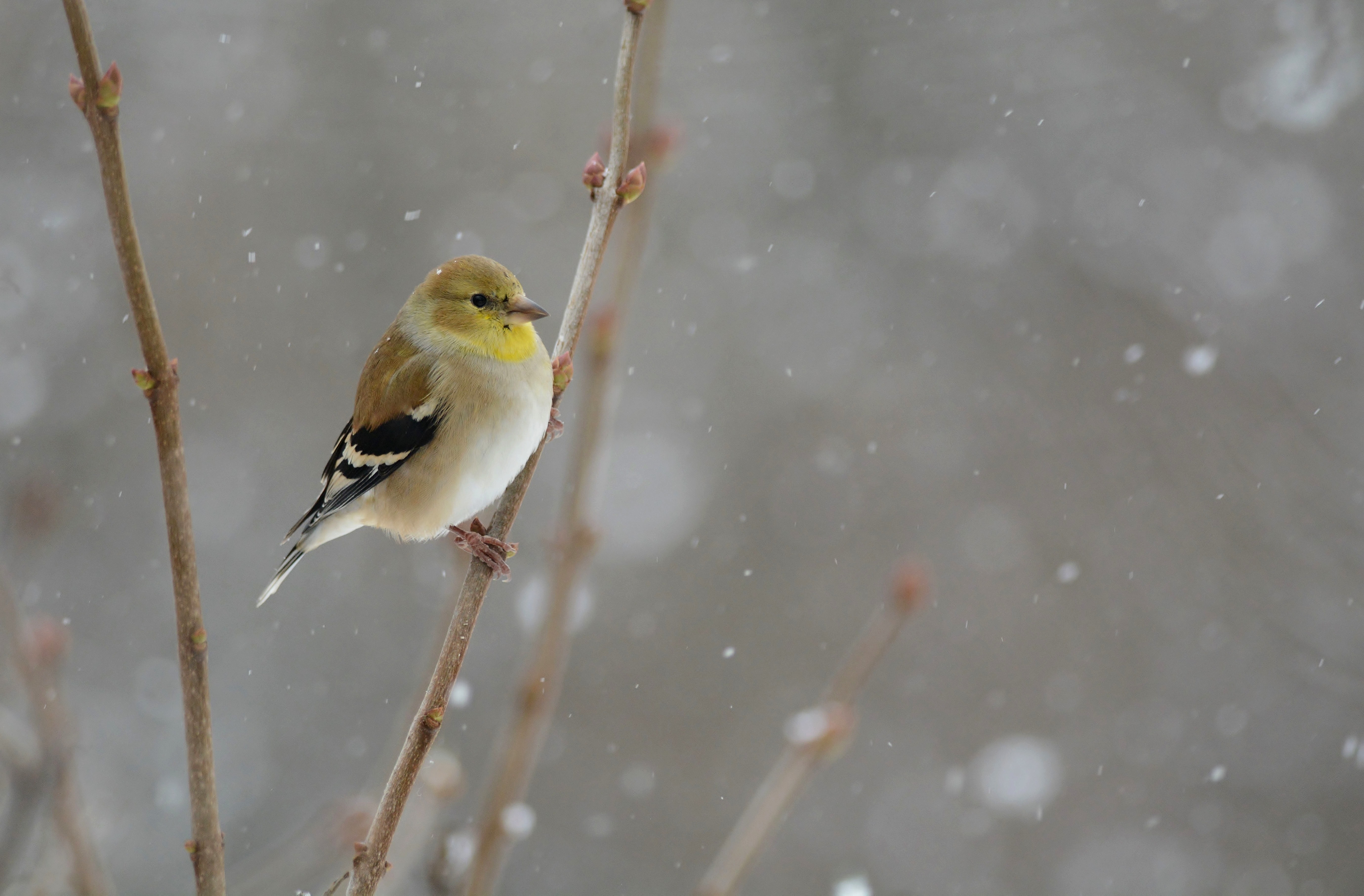 Обои снег, зима, птица, snowing, птаха, snow, winter, bird разрешение 5522x3628 Загрузить