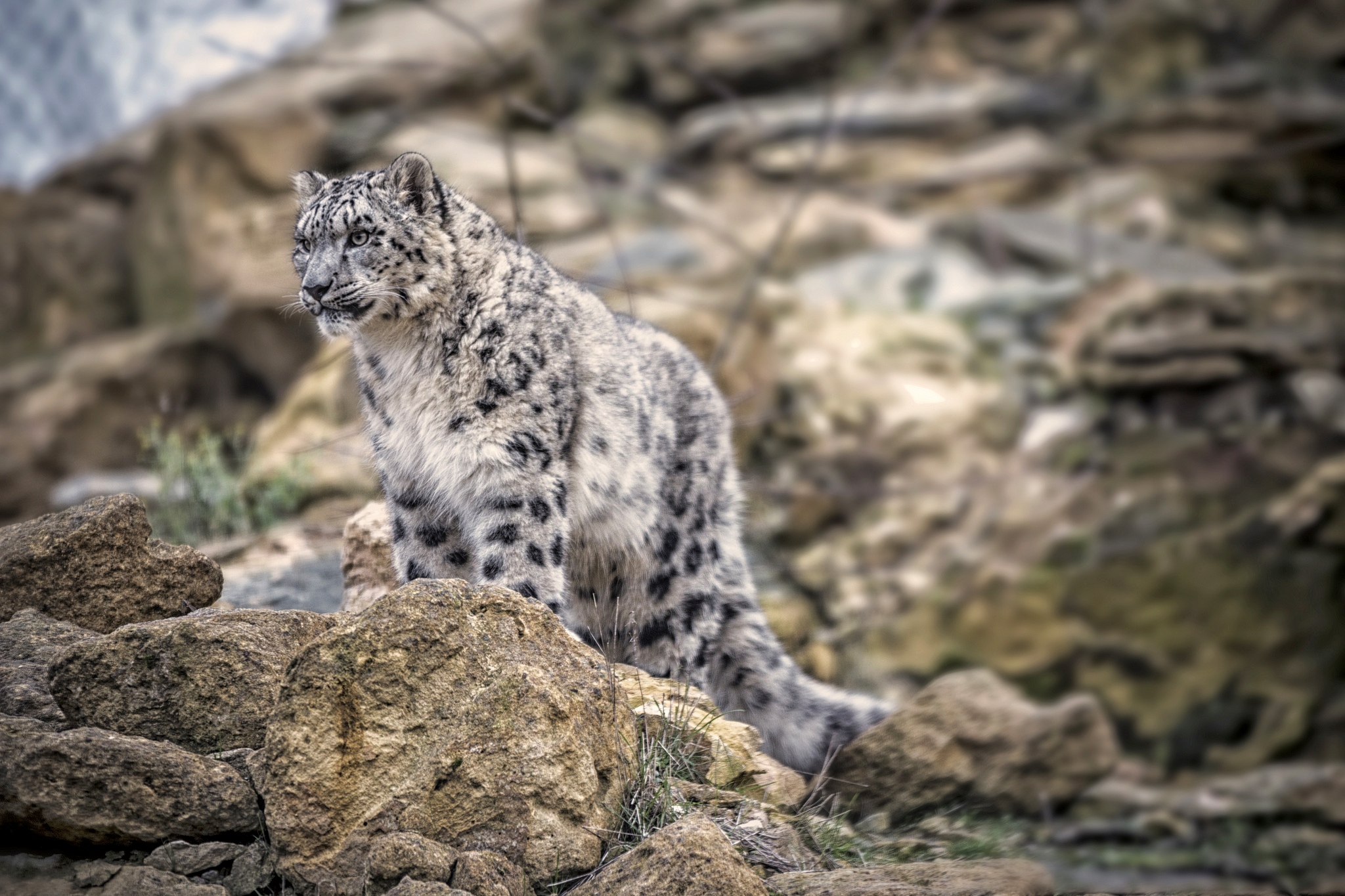 Обои снежный барс, ирбис, снежный леопард, snow leopard, irbis разрешение 2048x1365 Загрузить
