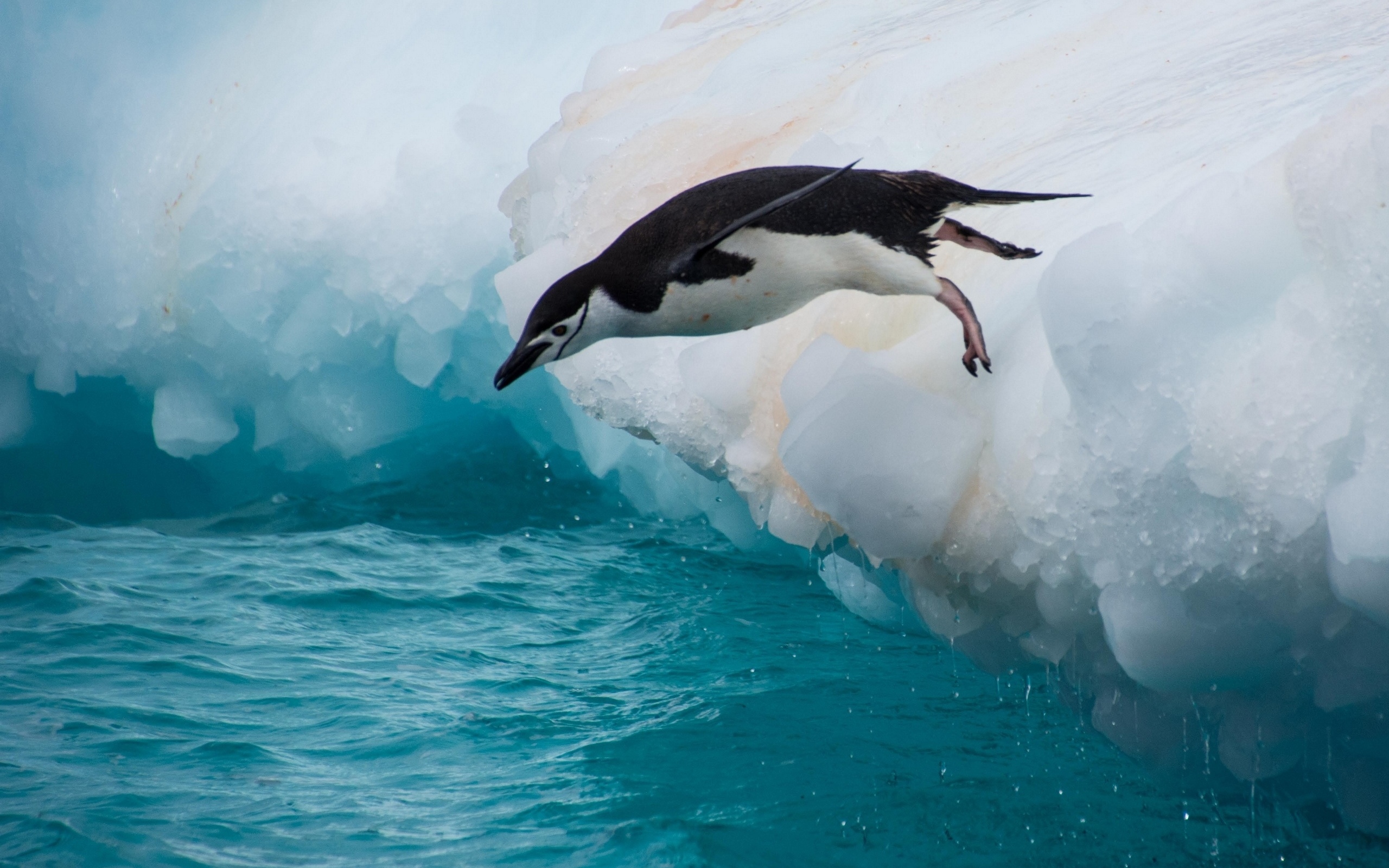 Обои вода, прыжок, птица, пингвин, льдина, water, jump, bird, penguin, floe разрешение 2560x1600 Загрузить