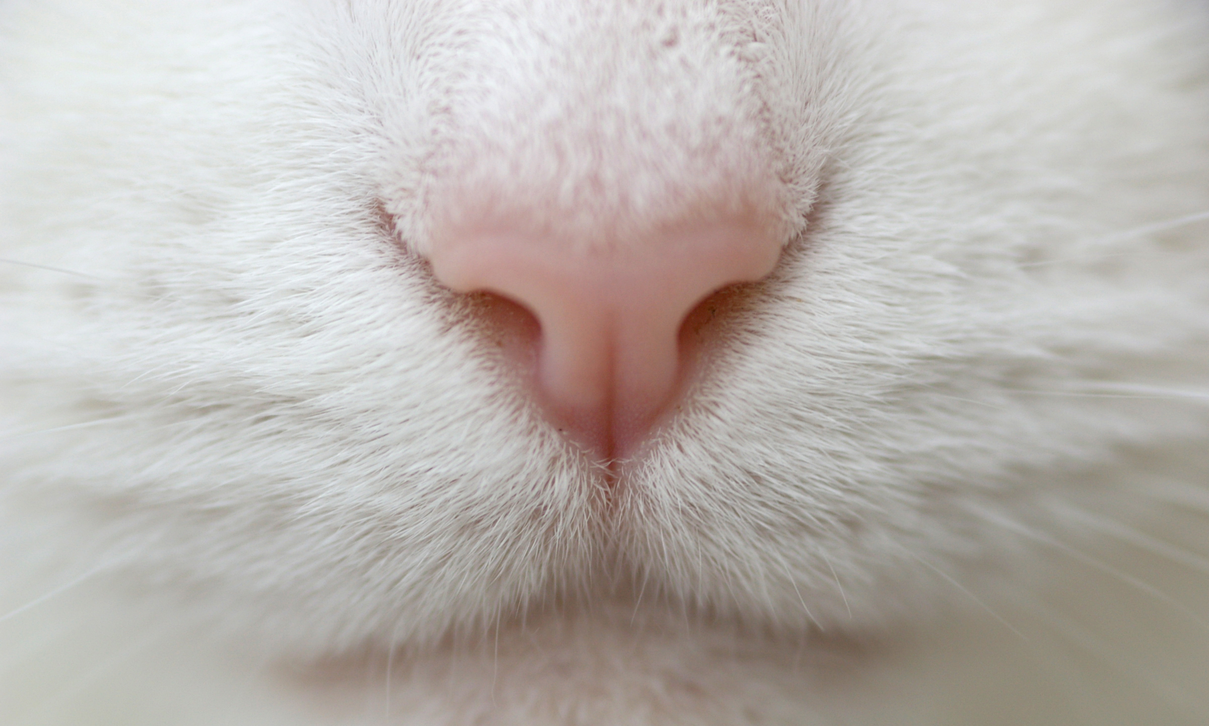 кот белый крупный план животное без смс