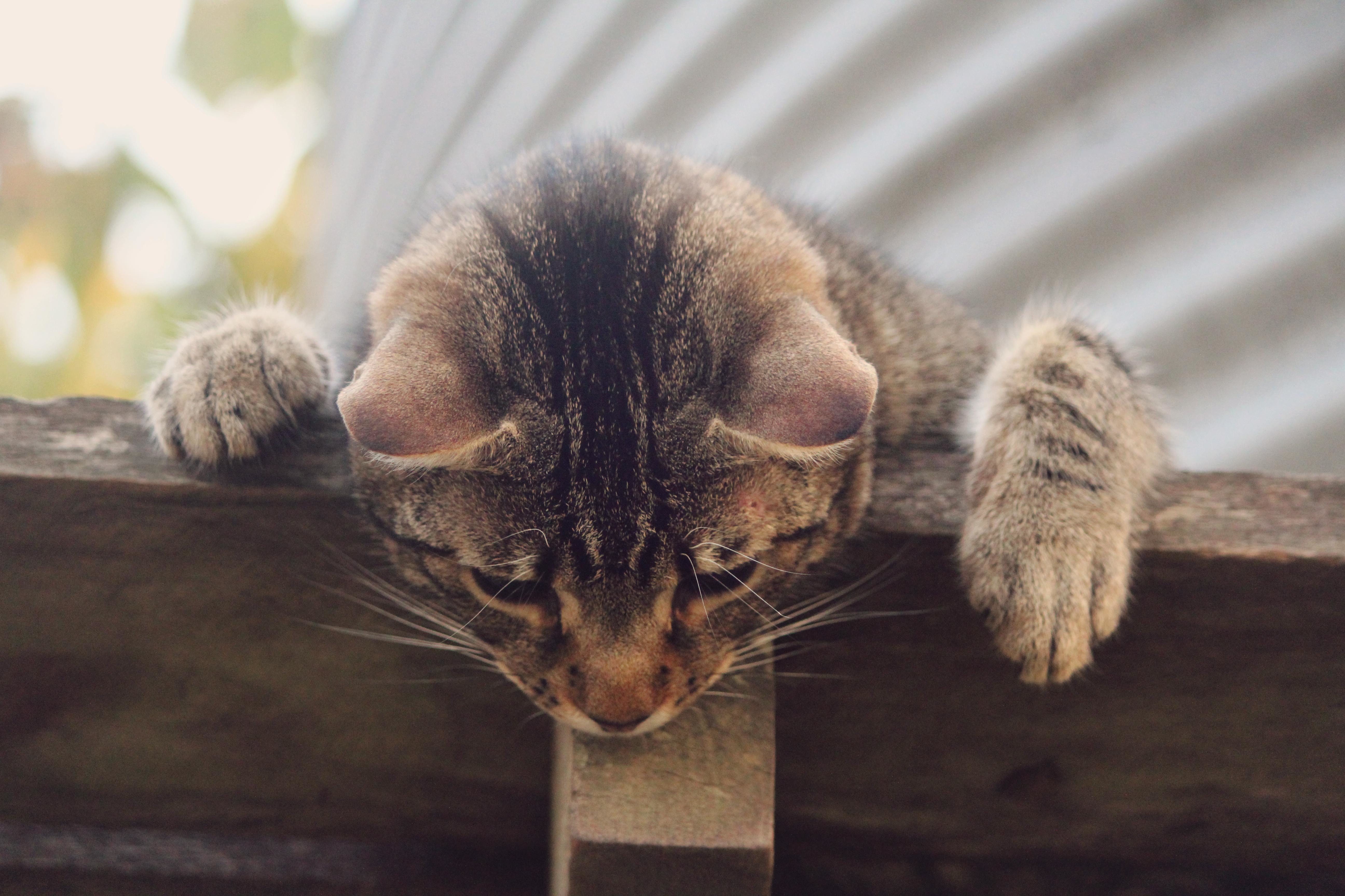 Кот на все лапки сегодня снова. Лапа кошки. Котенок свесил лапки. Кошачья лапка. Котик тянет лапки.