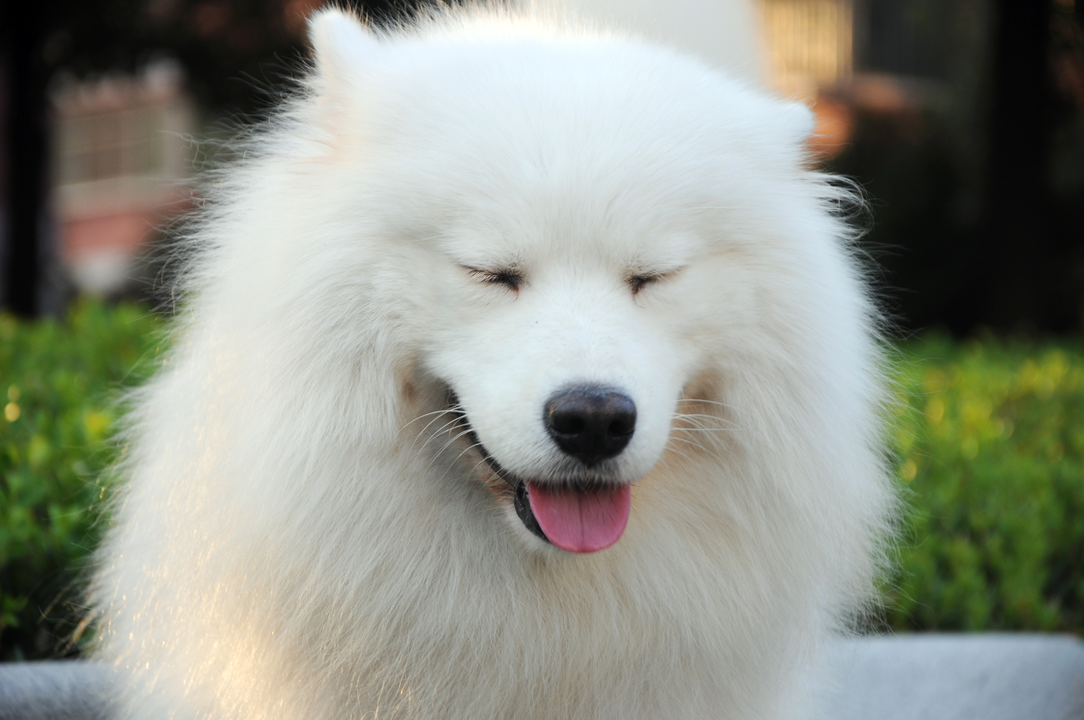Крупная белая порода собак. Самоедская лайка. Лайка самоед. Белая лайка самоед. Карликовый самоед.