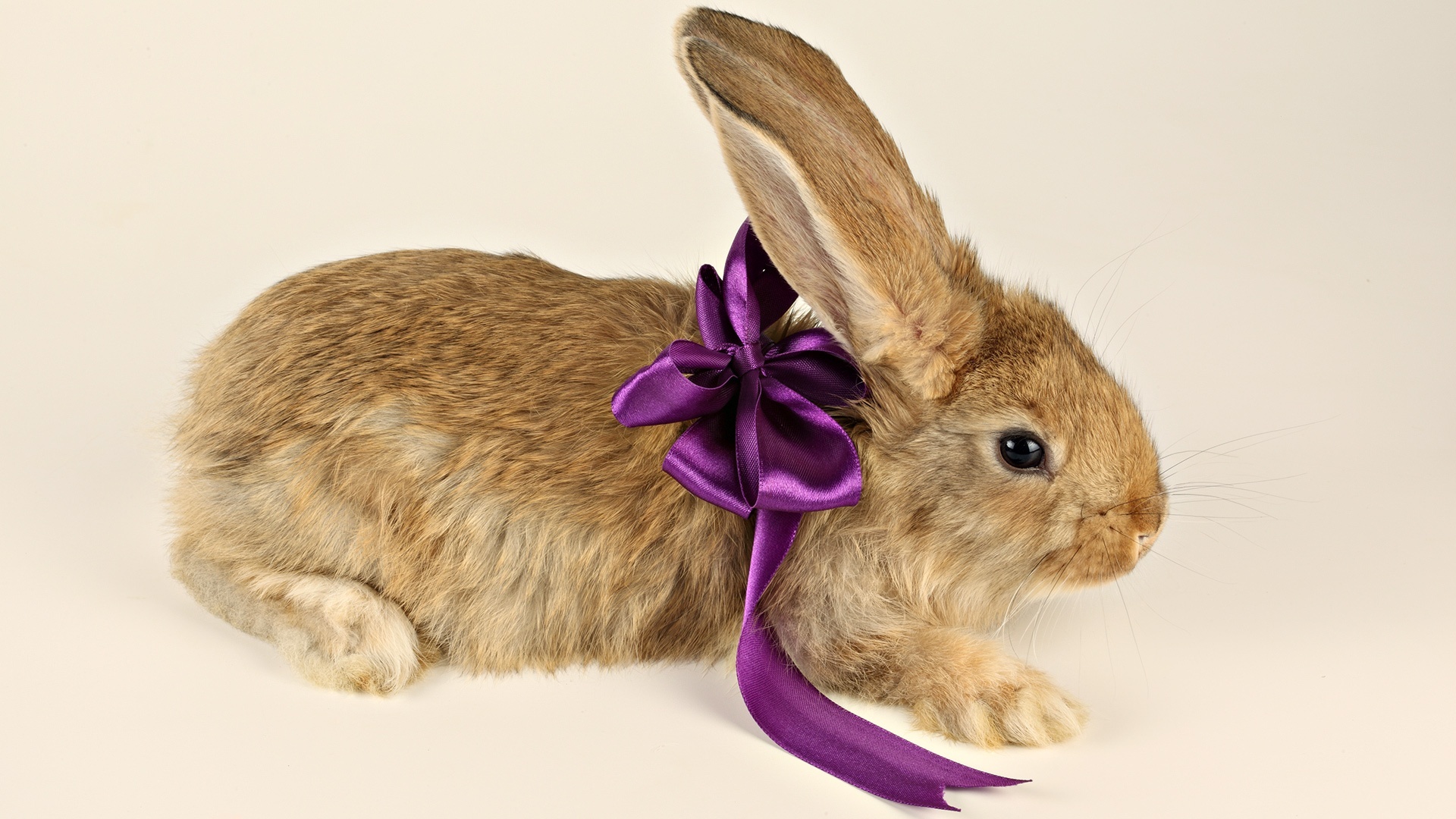 Обои фиолетовый, ушки, кролик, подарок, лапки, бант, бантик, purple, ears, rabbit, gift, legs, bow разрешение 1920x1080 Загрузить
