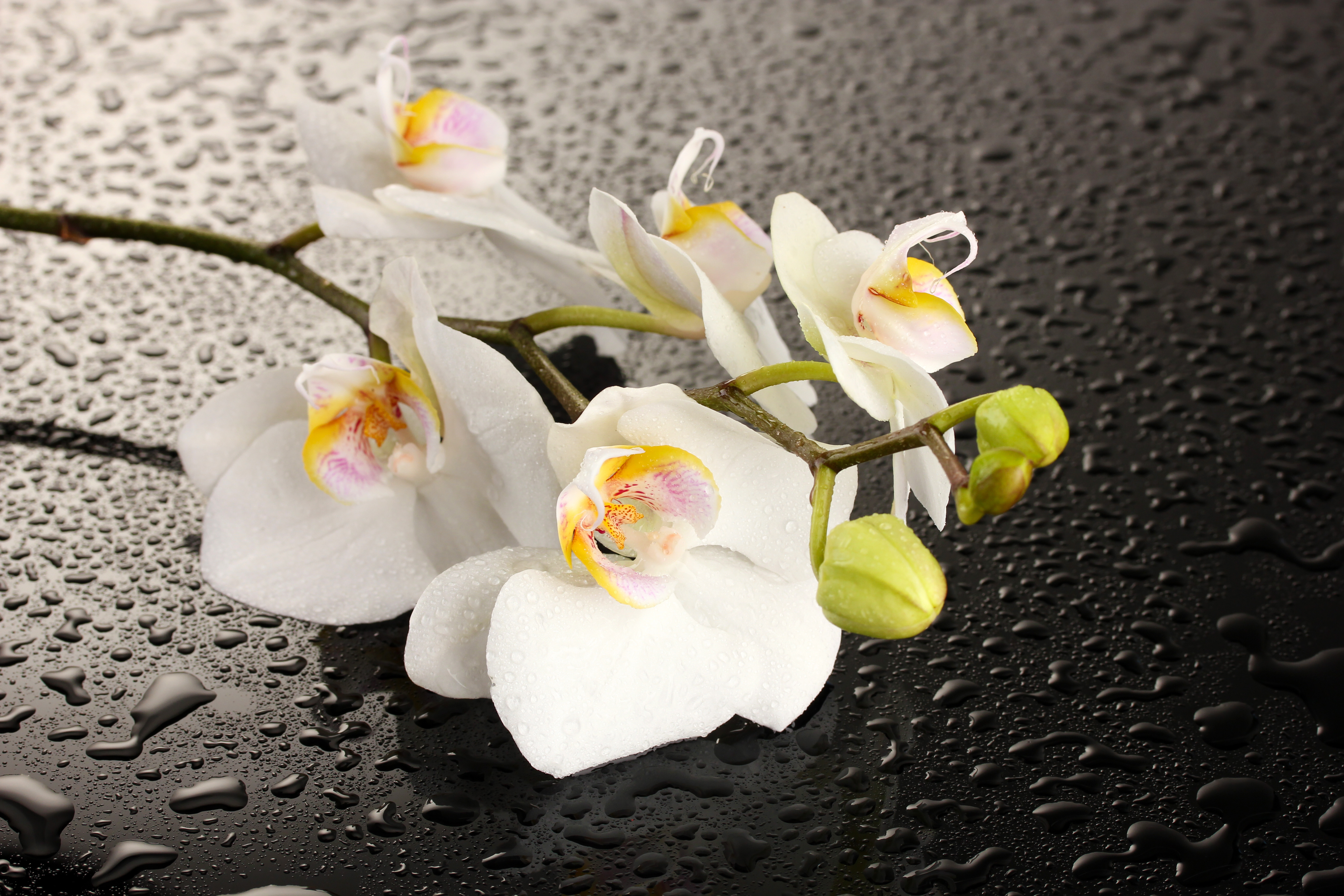 орхидеи макро камни без смс
