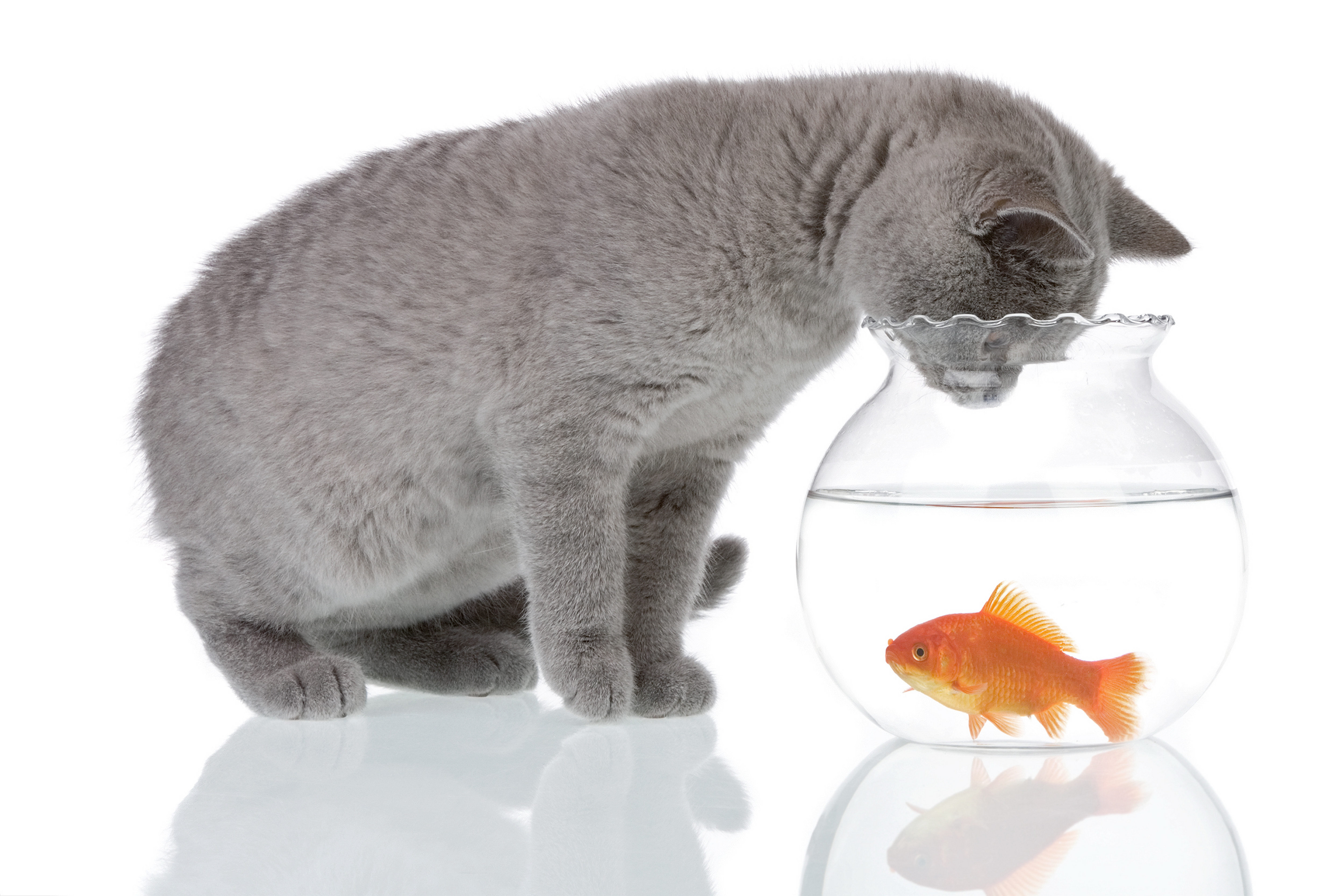 Кошечка рыбка. Кот и аквариум. Котенок и аквариум. Рыбки для кошек. Кот и рыбка в аквариуме.