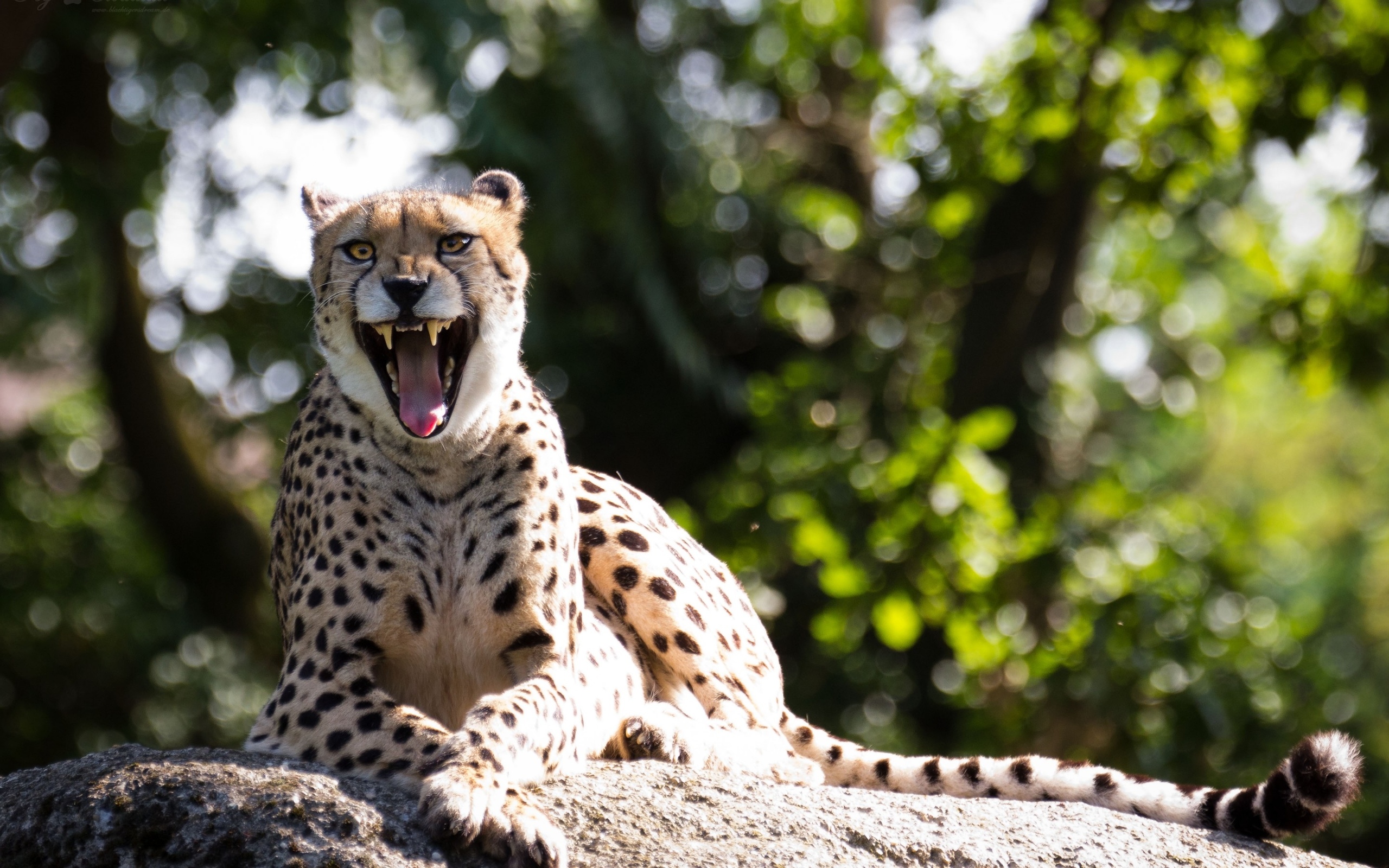 Обои гепард, зевок, cheetah, yawn разрешение 2560x1600 Загрузить