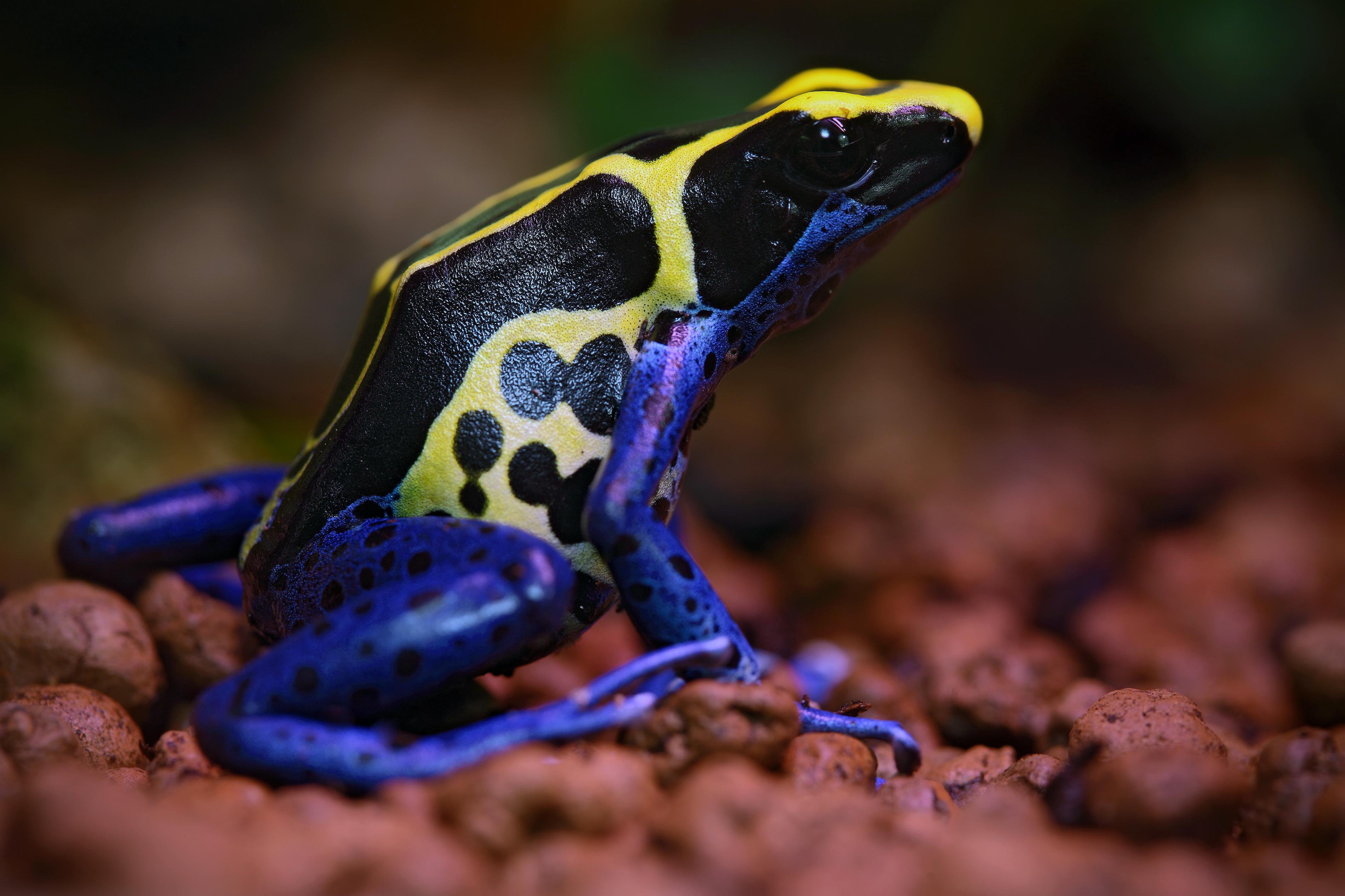 Обои лягушка, расцветка, лягуха, poisonous, frog, colors разрешение 3800x2533 Загрузить