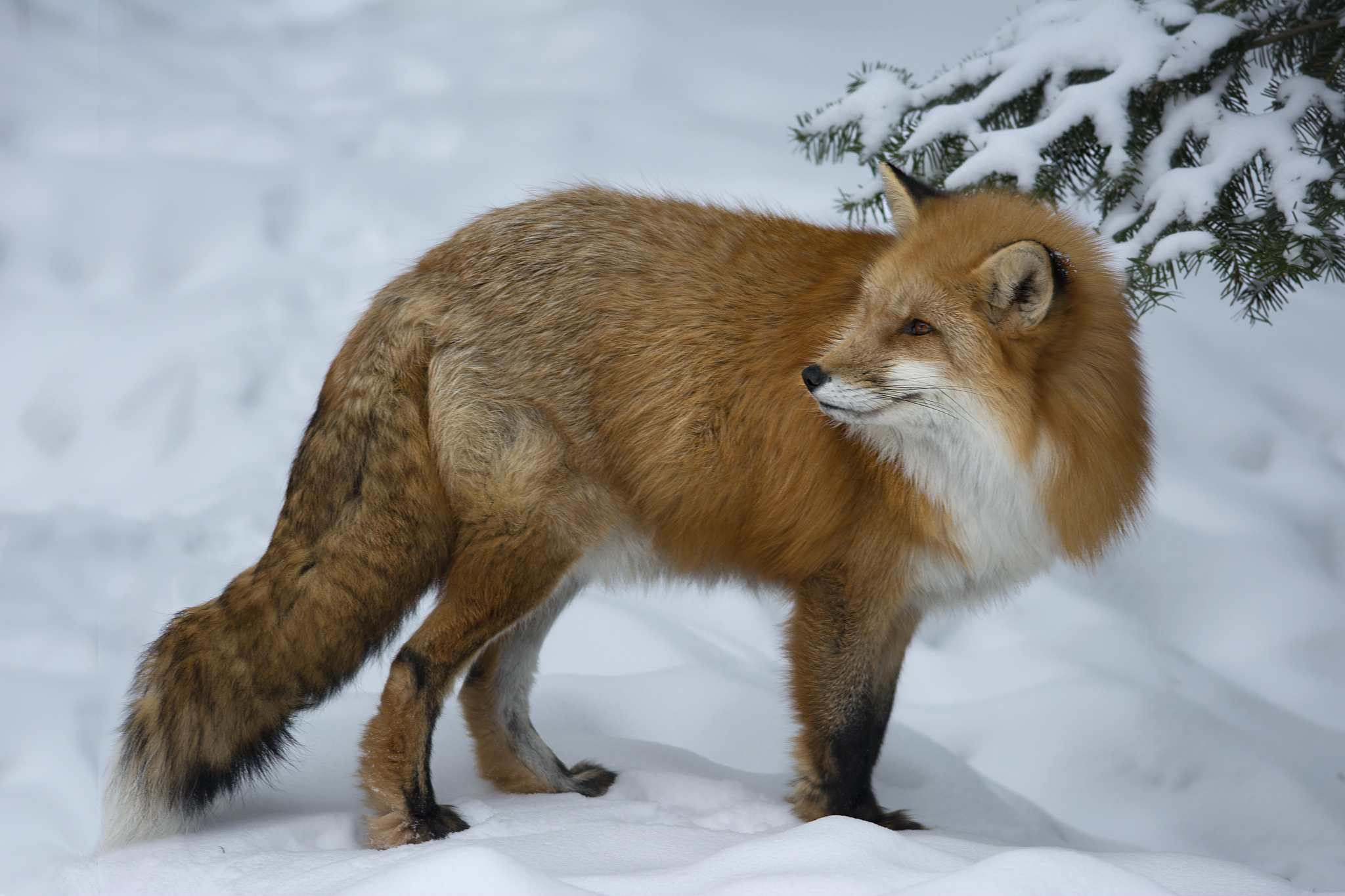 Обои снег, зима, взгляд, рыжая, лиса, лисица, животное, мах, snow, winter, look, red, fox, animal, max разрешение 2048x1365 Загрузить