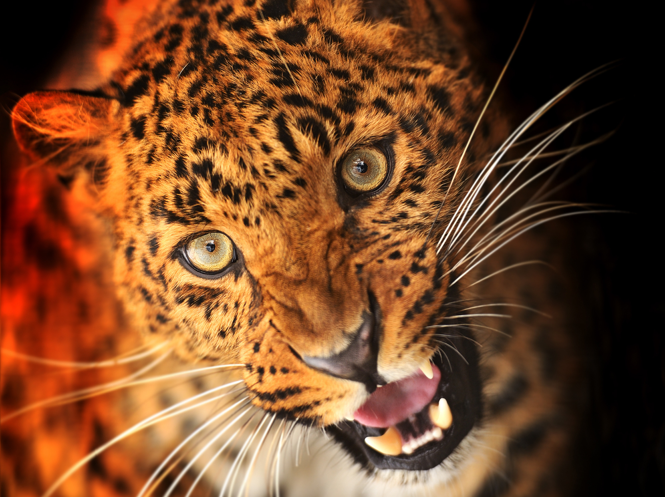 леопард пасть хищник лес без смс