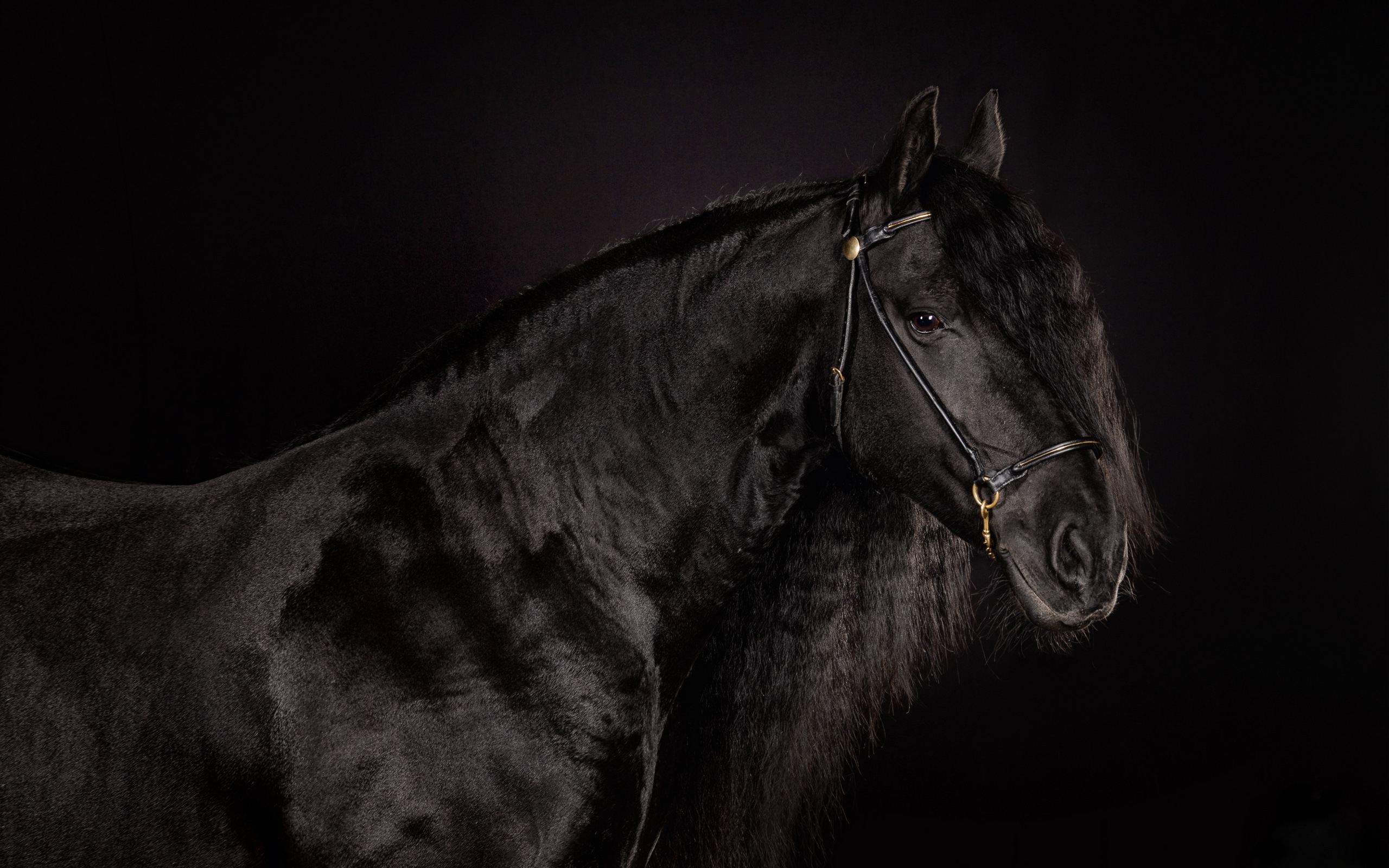 Обои лошадь, фон, черный, черный фон, конь, блака, вороной, horse, background, black, black background, crow разрешение 2560x1600 Загрузить