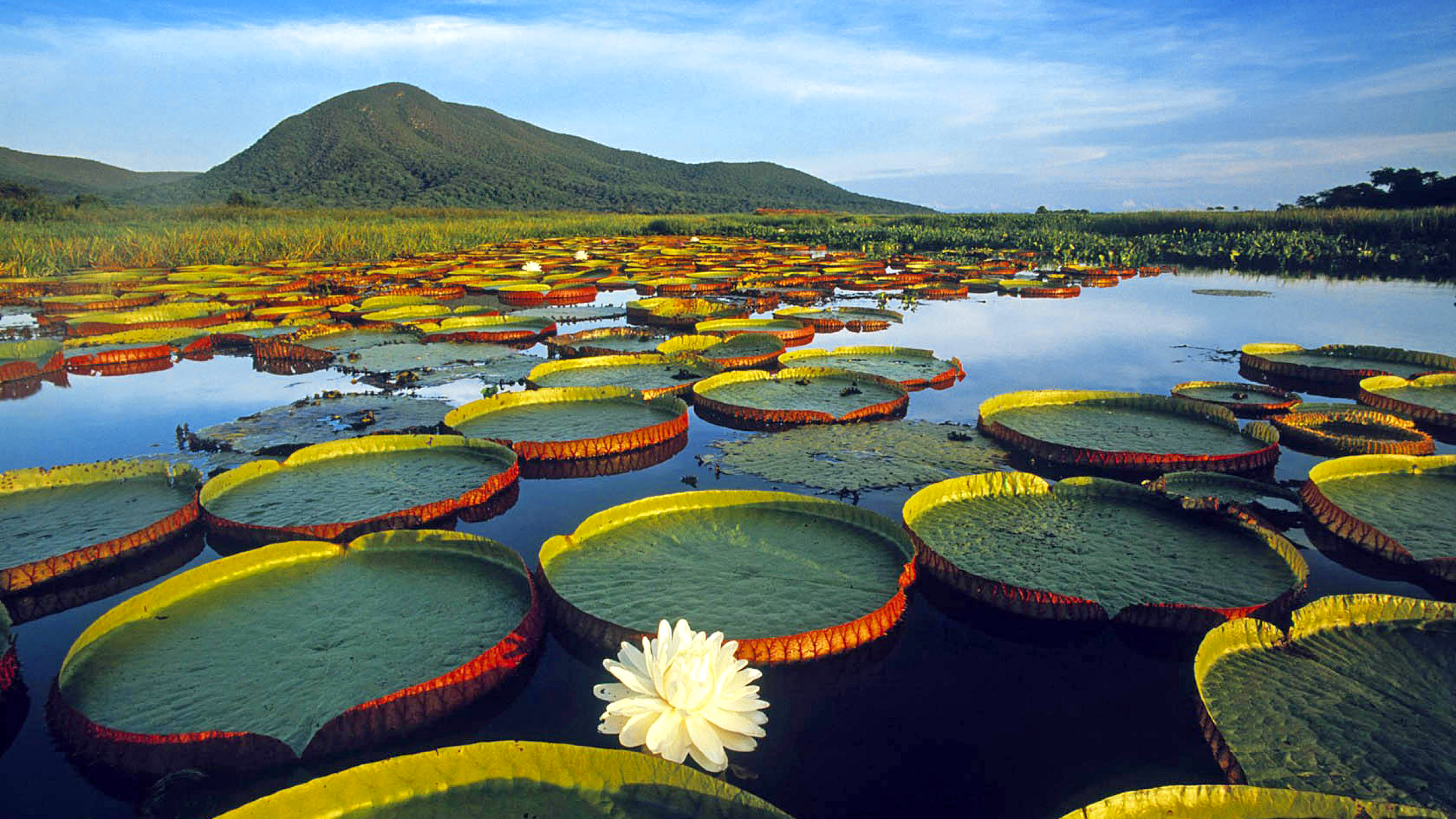 Крупные озера бразилии 7. Пантанал Бразилия. Национальный парк Пантанал Бразилия.