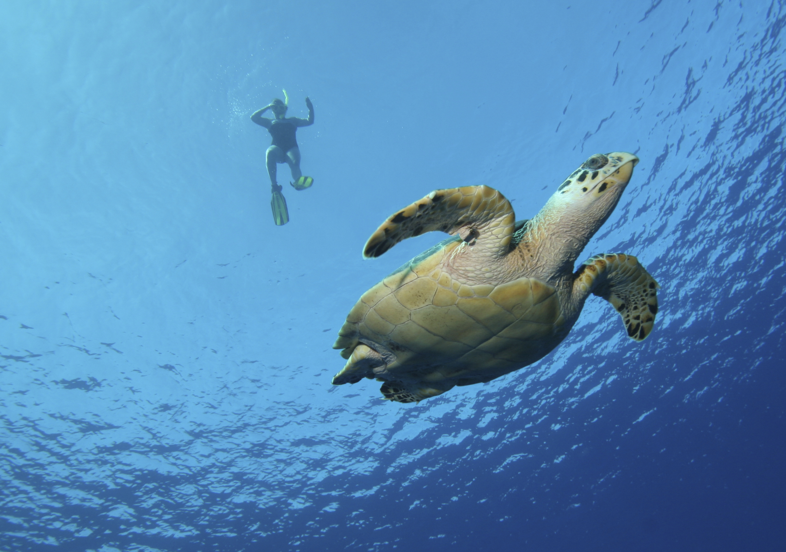 Плавающая в море черепаха 5. Черепаха. Морская черепаха. Черепаха в воде. Черепаха плывет.