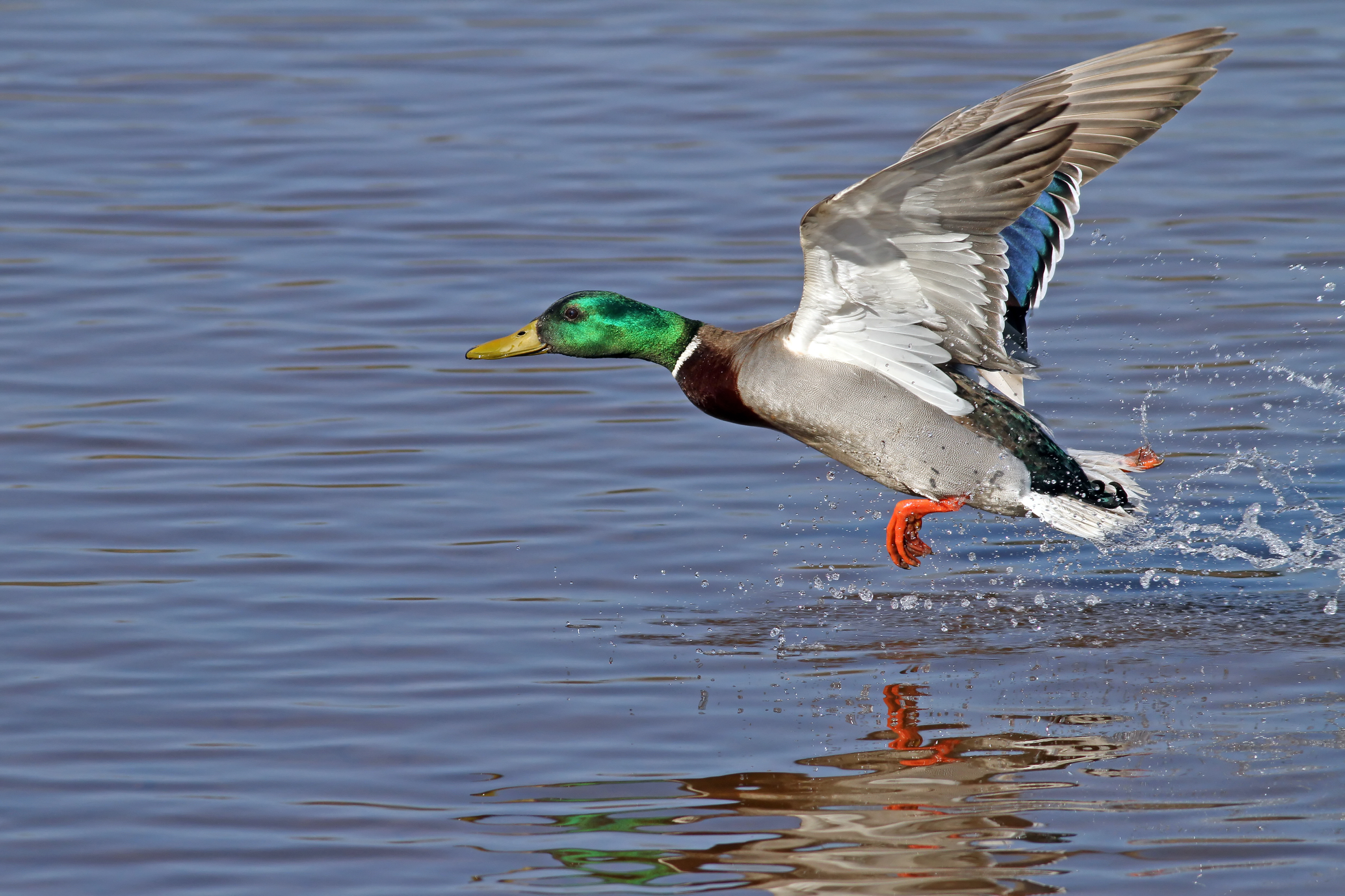 Обои небо, вода, птица, утка, the sky, water, bird, duck разрешение 4970x3313 Загрузить