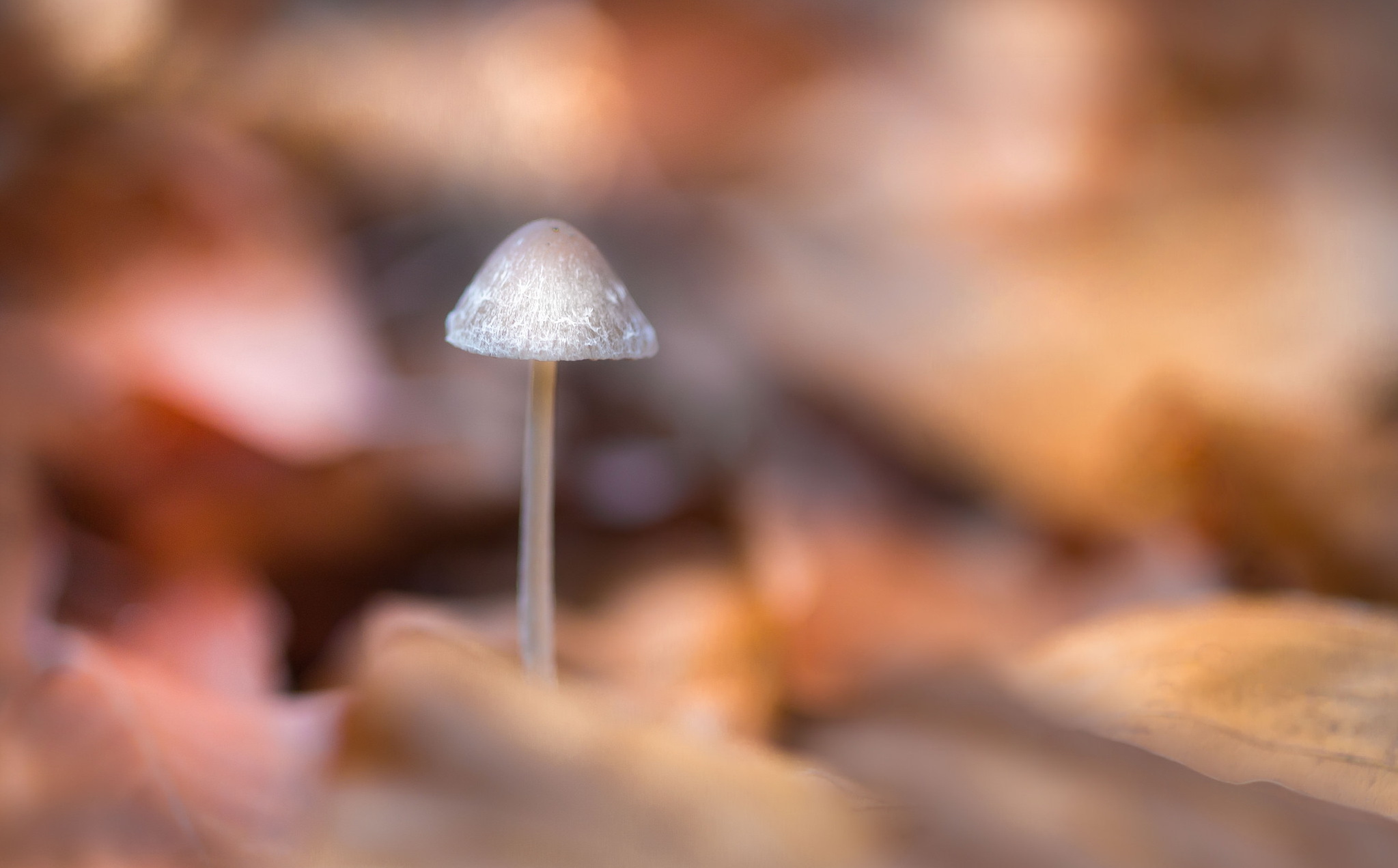 Обои природа, фон, грибы, размытость, гриб, nature, background, mushrooms, blur, mushroom разрешение 2047x1271 Загрузить