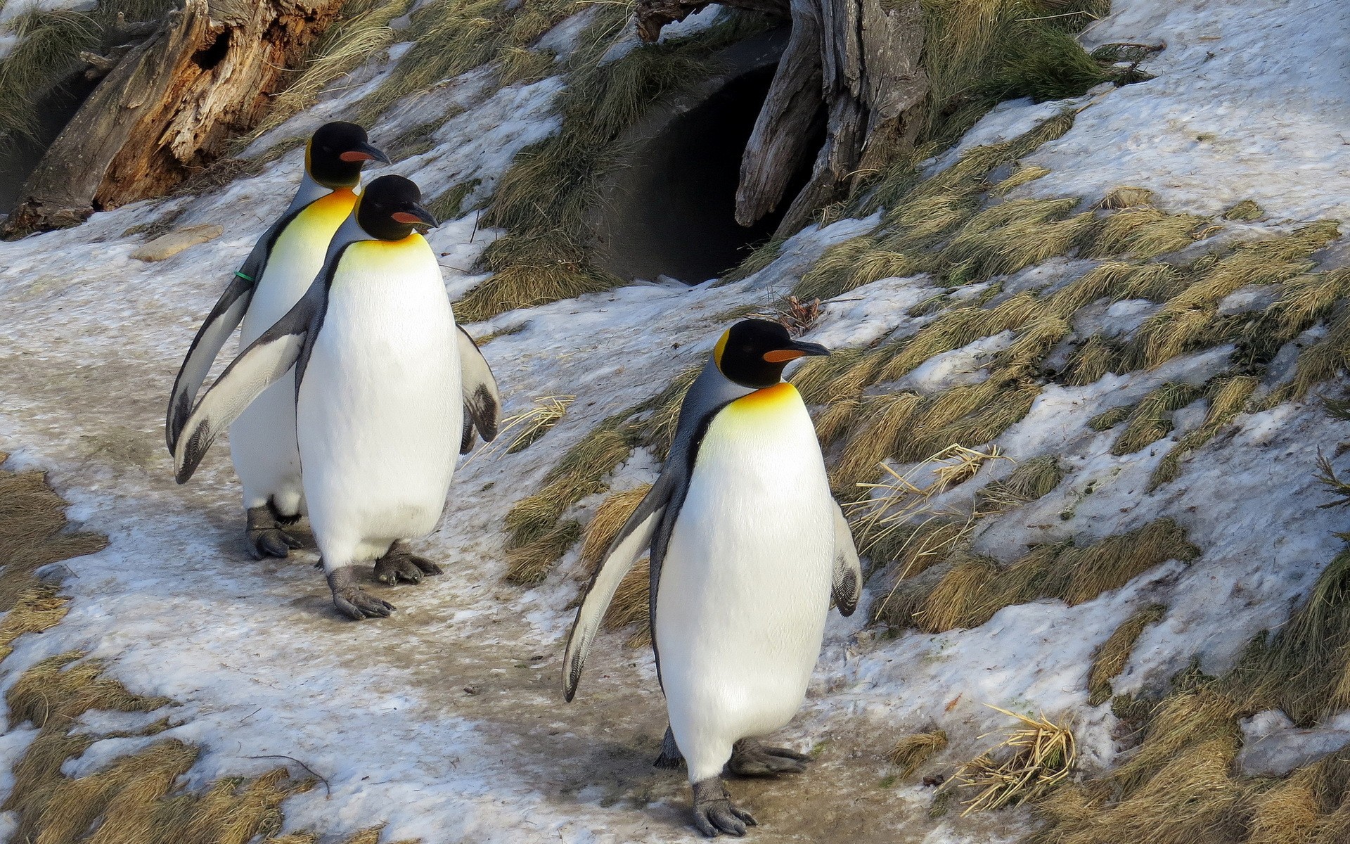 Пингвины в дикой природе. Королевский Пингвин в Антарктиде. Императорский Пингвин в Антарктиде. Пингвины в Антарктиде. Антарктида пингвины Лоло.