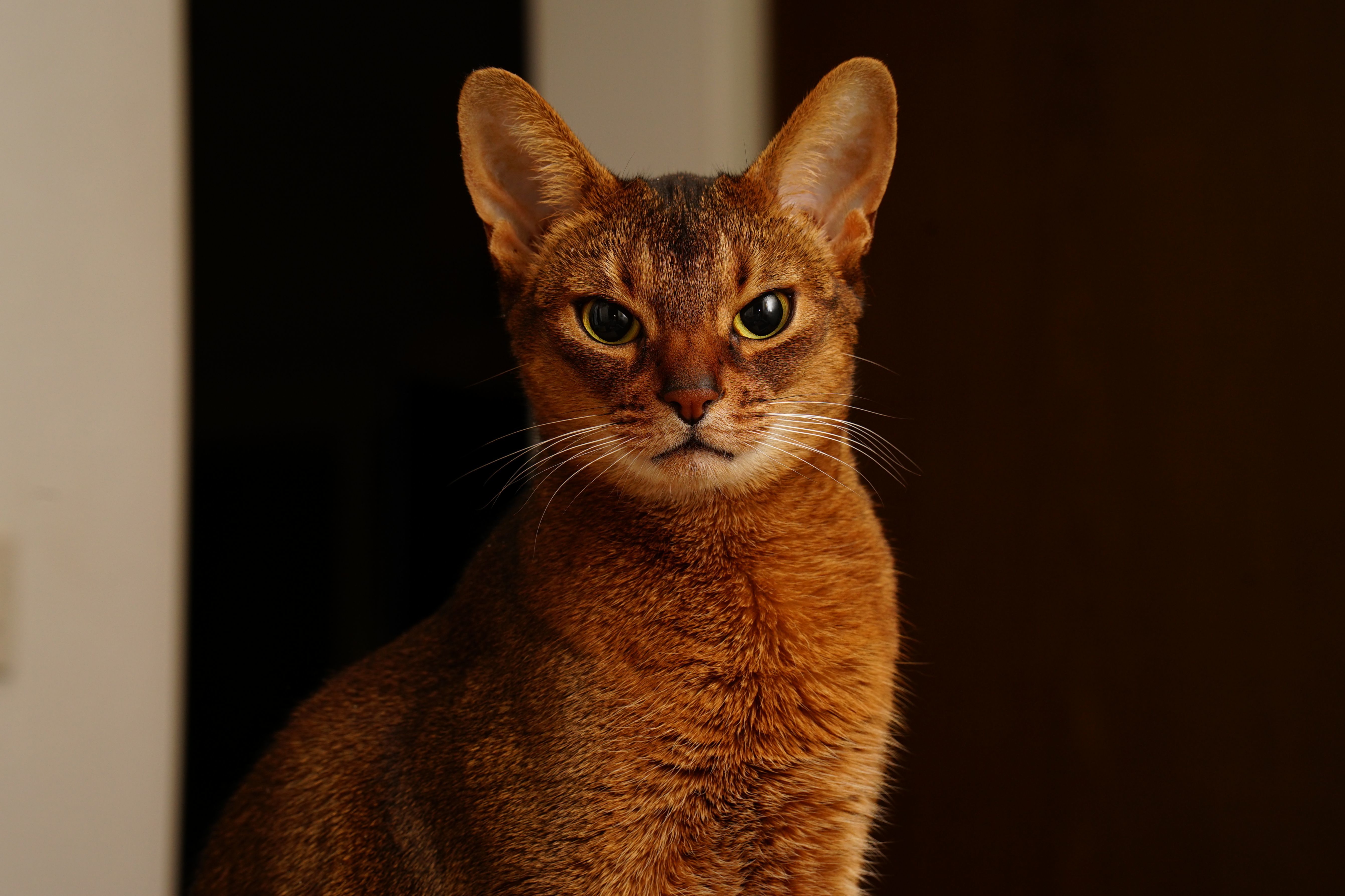 Рассмотрите фотографию кошки породы абиссинская. Абиссинская кошка. Абиссинская кошка породы кошек. Чаузи ф1 абиссинский. Абиссинская порода кошек Абиссинская.