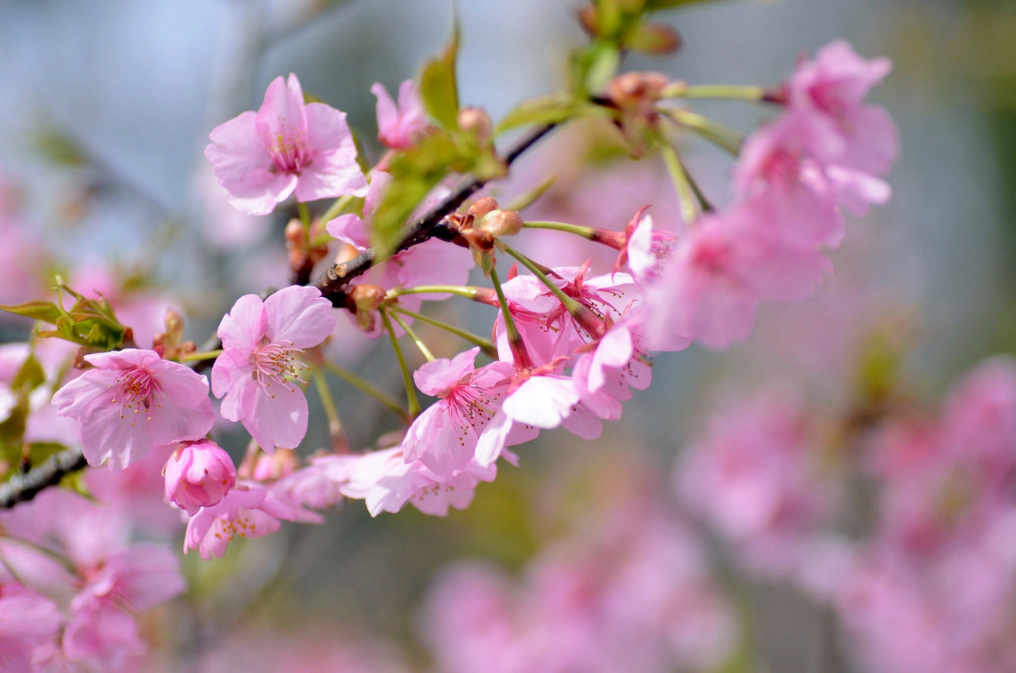 Обои ветка, весна, розовый, вишня, сакура, branch, spring, pink, cherry, sakura разрешение 2048x1356 Загрузить