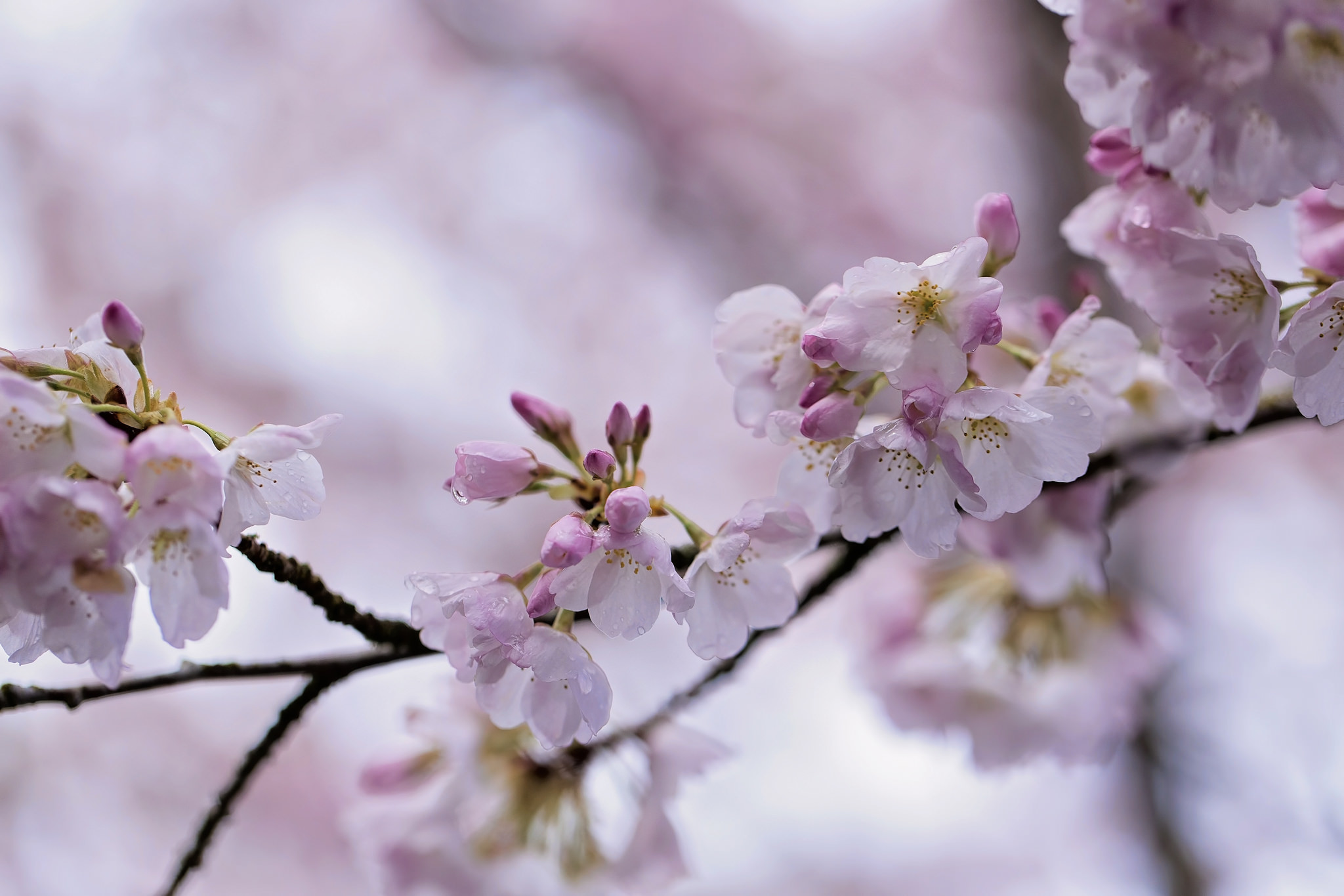 Обои ветка, природа, цветение, весна, сакура, боке, branch, nature, flowering, spring, sakura, bokeh разрешение 2048x1365 Загрузить