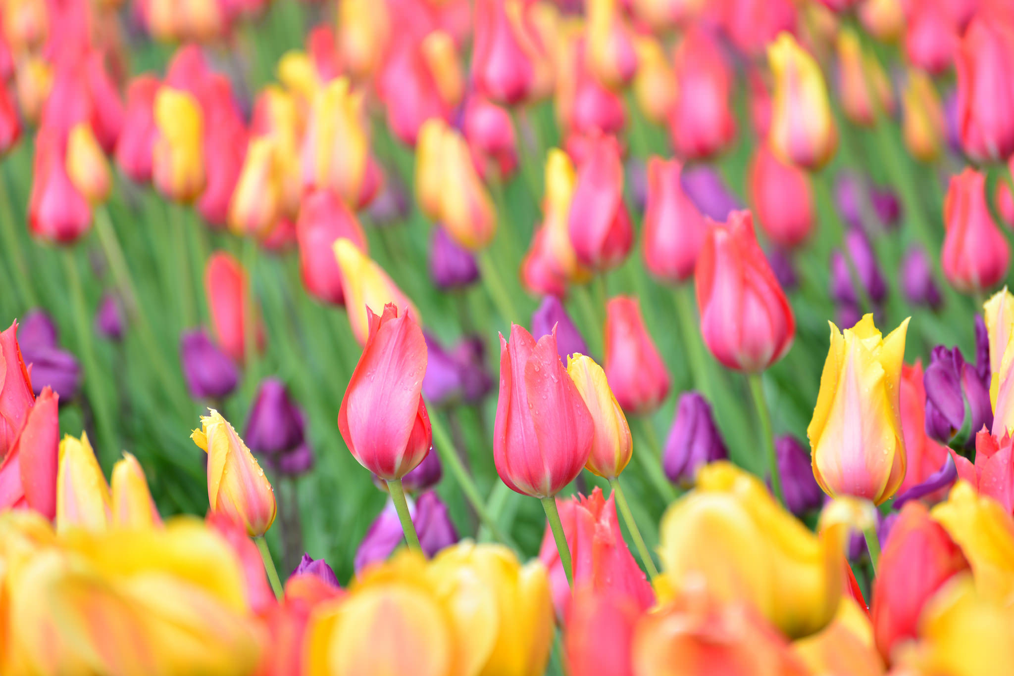 Обои бутоны, тюльпаны, боке, buds, tulips, bokeh разрешение 2048x1367 Загрузить