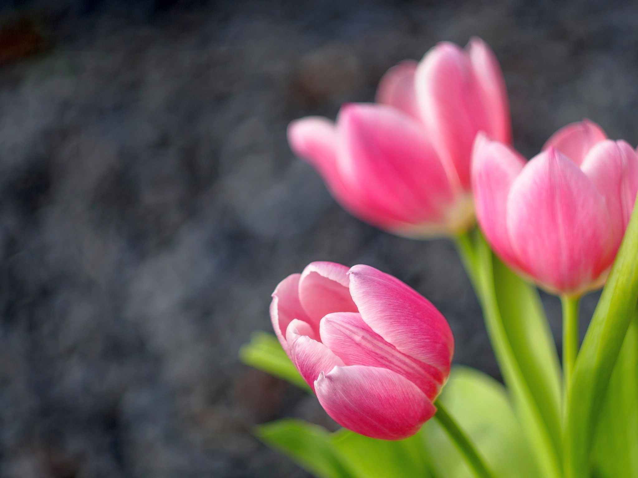 Обои бутоны, тюльпаны, боке, buds, tulips, bokeh разрешение 2048x1536 Загрузить