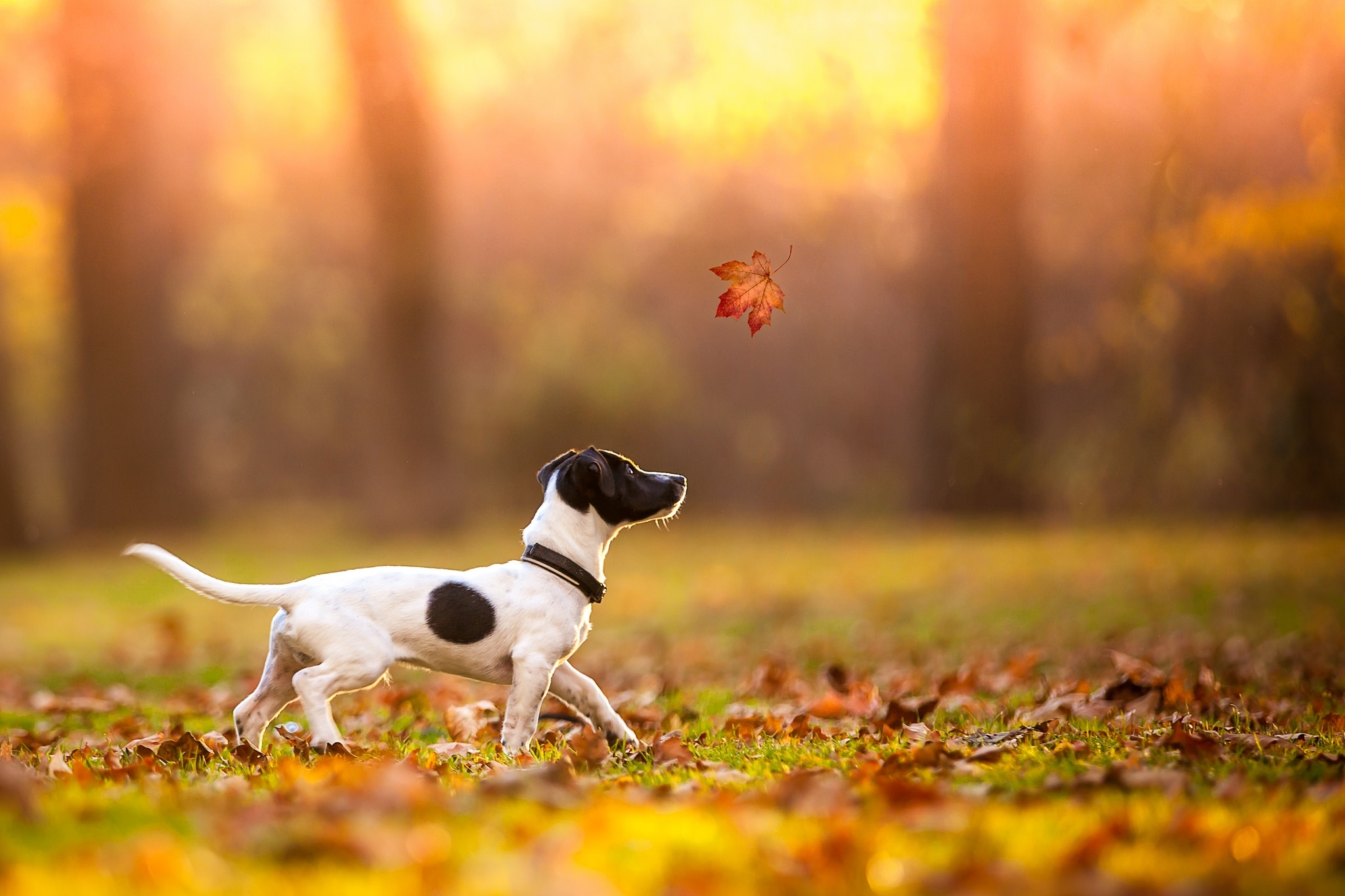 собака листва осень загрузить