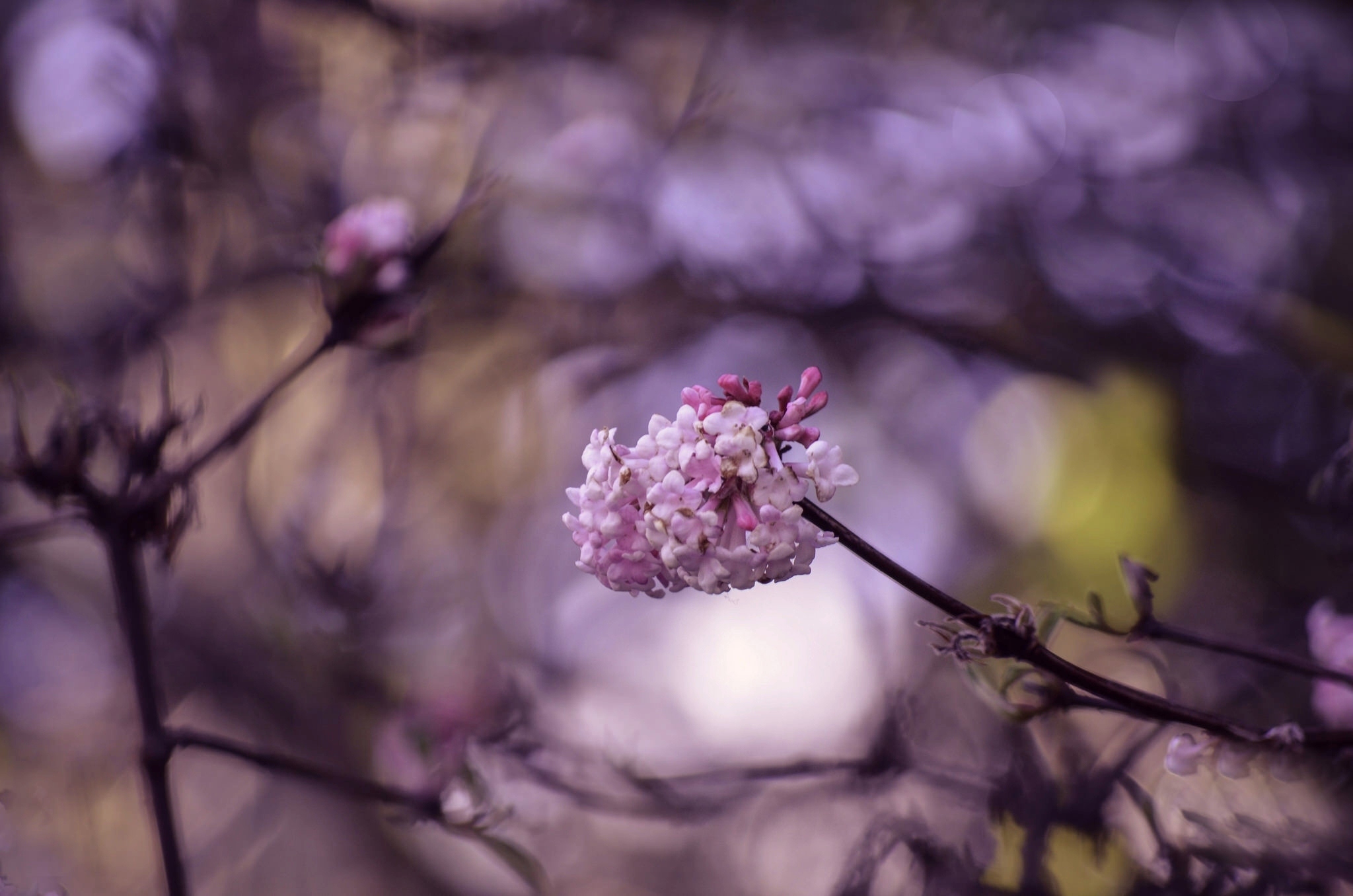 Обои цветение, макро, ветки, весна, цветки, боке, flowering, macro, branches, spring, flowers, bokeh разрешение 2048x1356 Загрузить