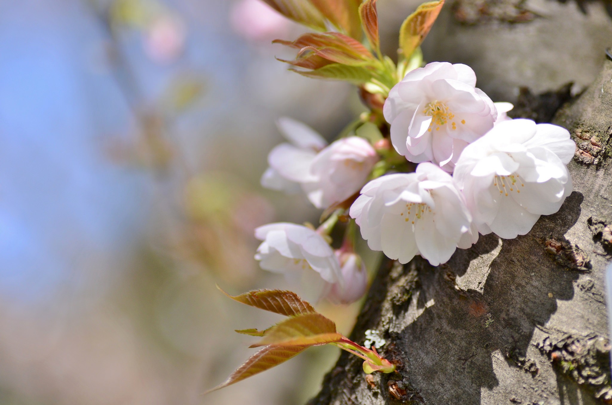 Обои дерево, весна, вишня, сакура, tree, spring, cherry, sakura разрешение 2048x1356 Загрузить