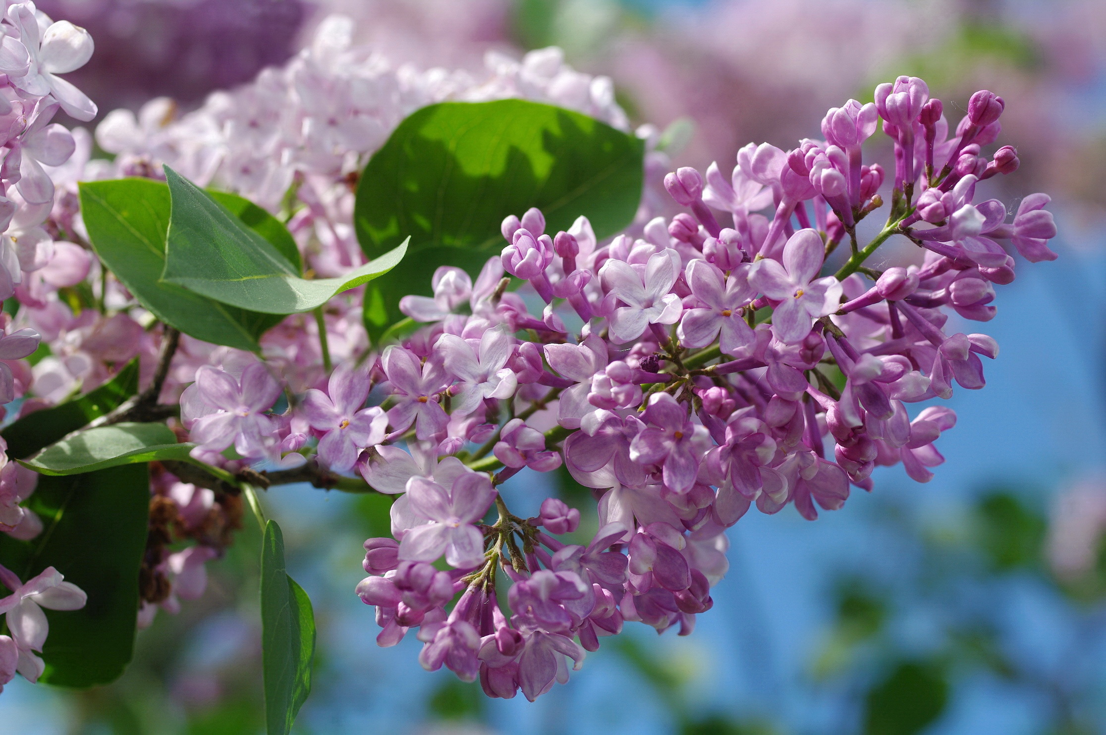 Обои небо, макро, сирень, the sky, macro, lilac разрешение 2232x1484 Загрузить