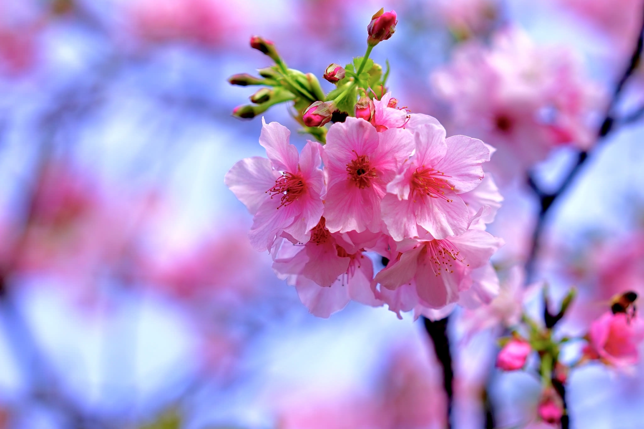 сакура, весна, цветы бесплатно