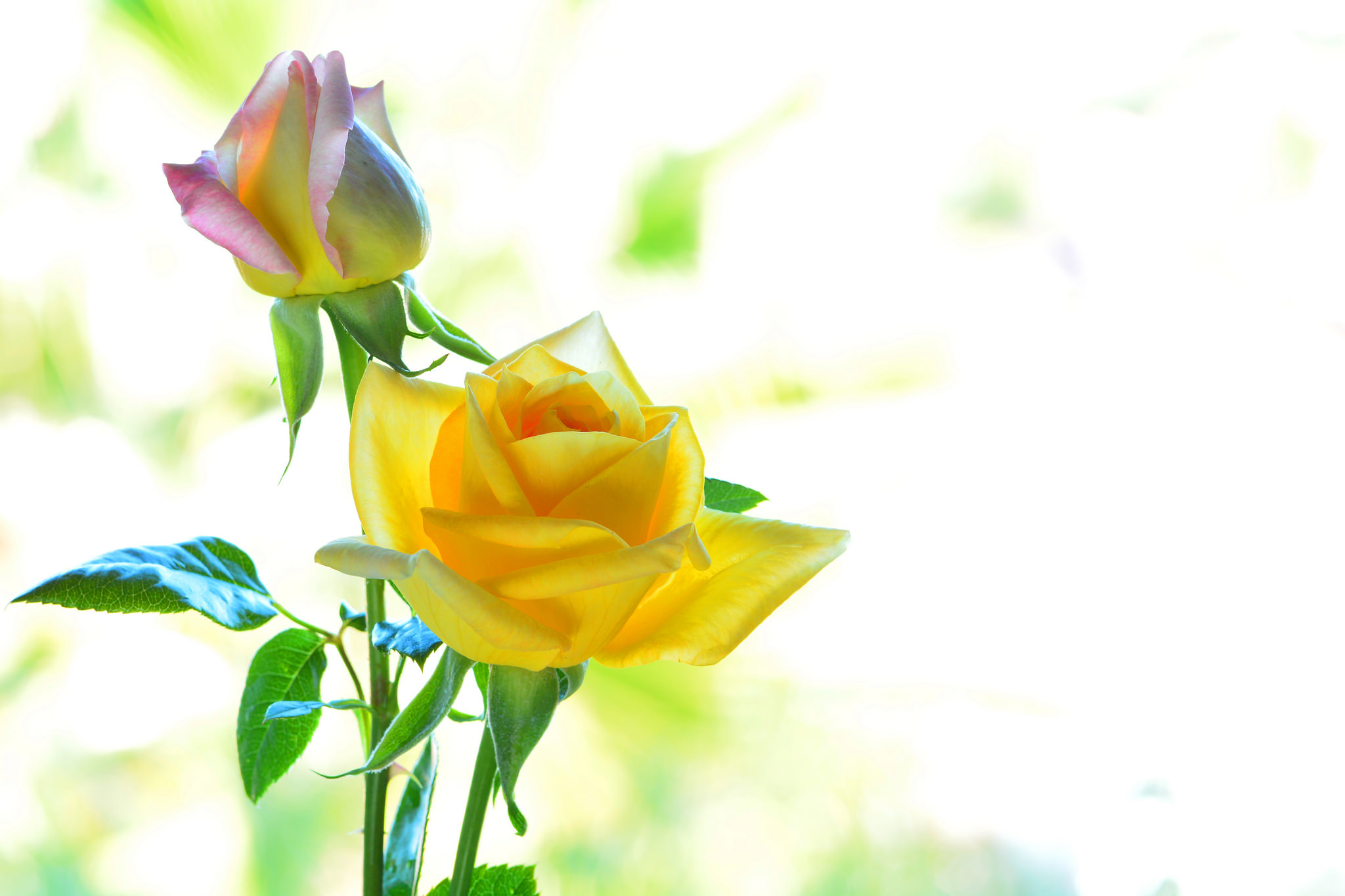Обои цвета, макро, розы, лепестки, color, macro, roses, petals разрешение 2048x1365 Загрузить