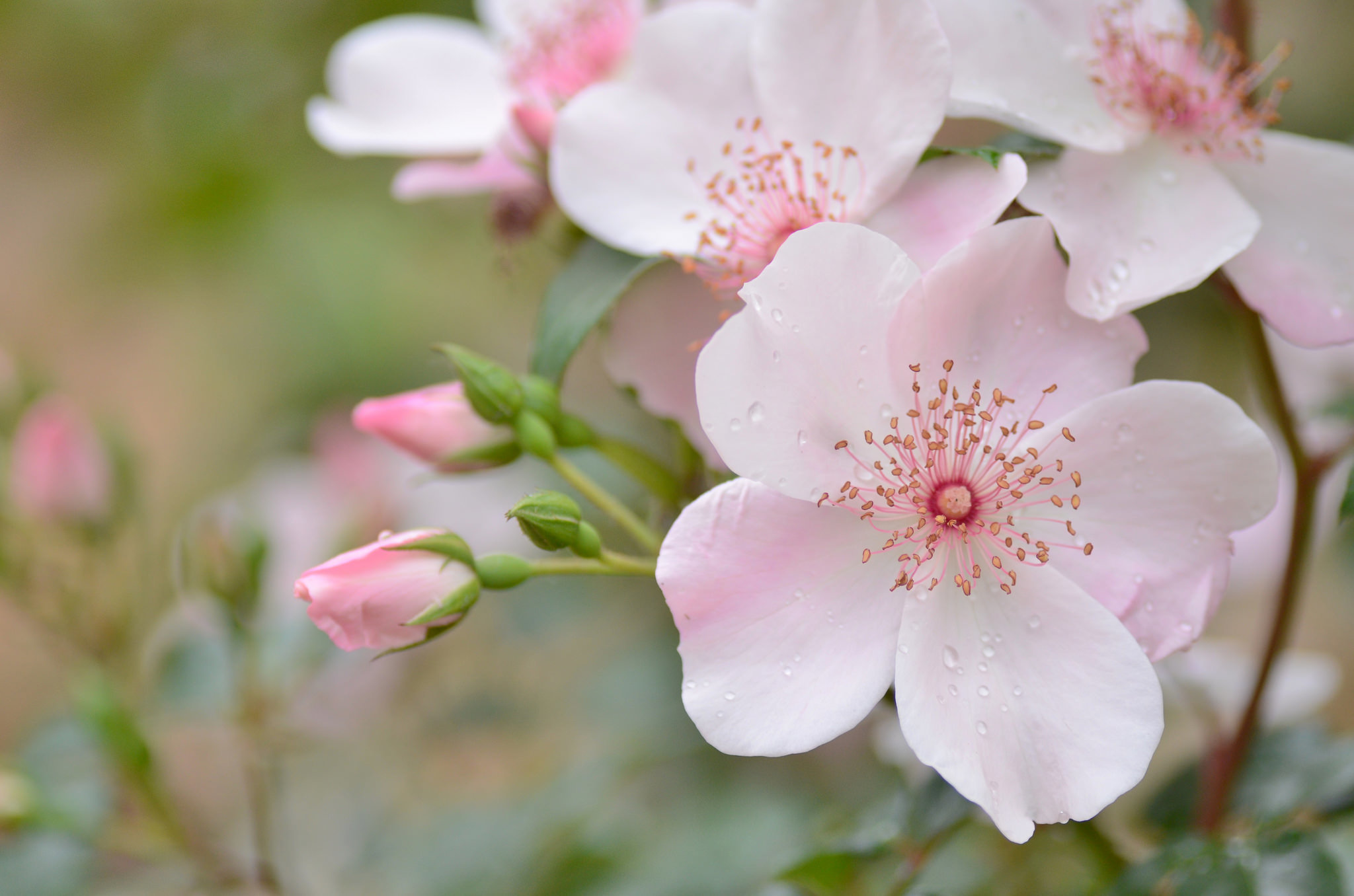Бело розовые тона. Нежный цветок. Нежные цвета.