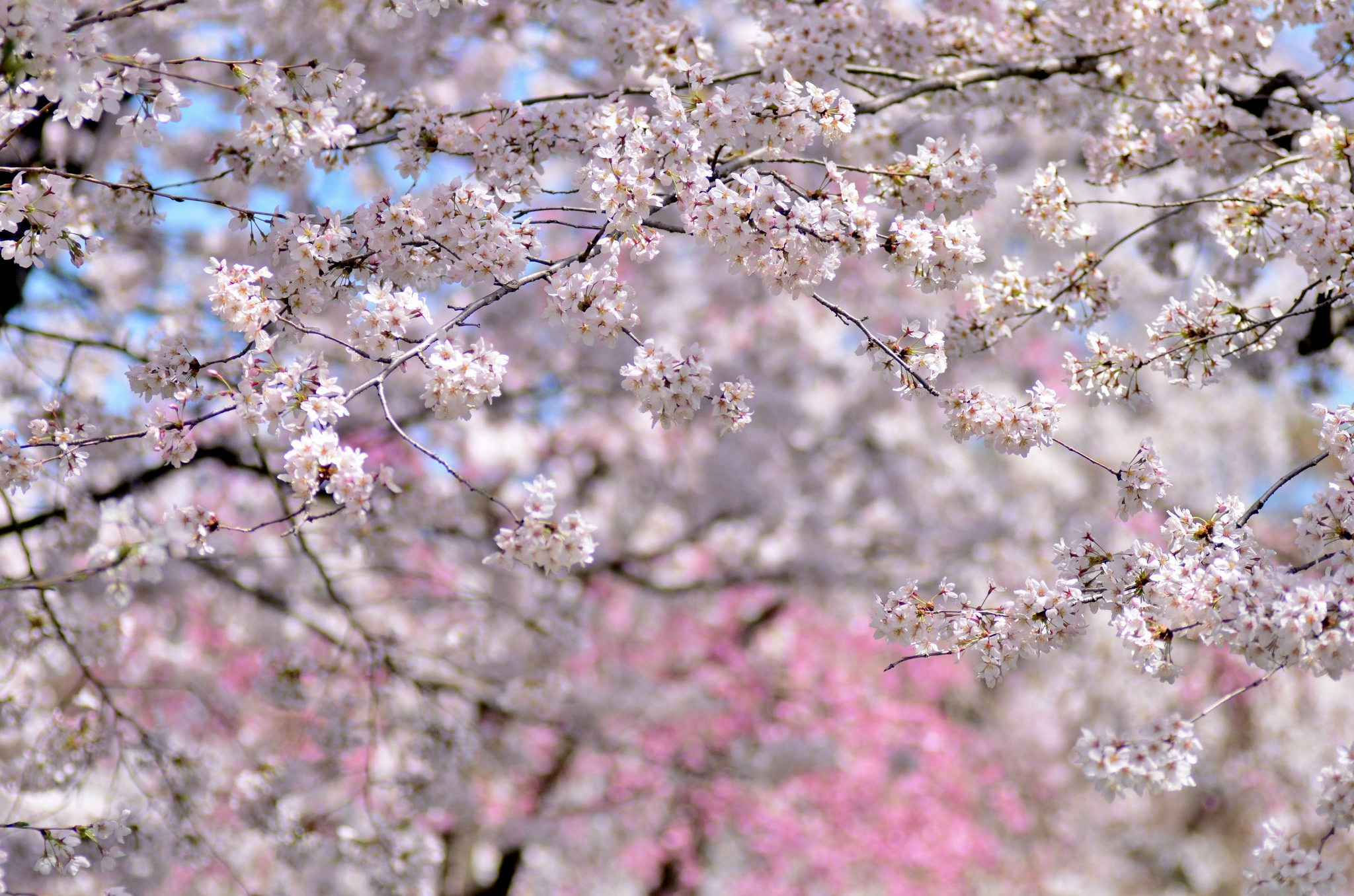 Фон Весна вишня цветет