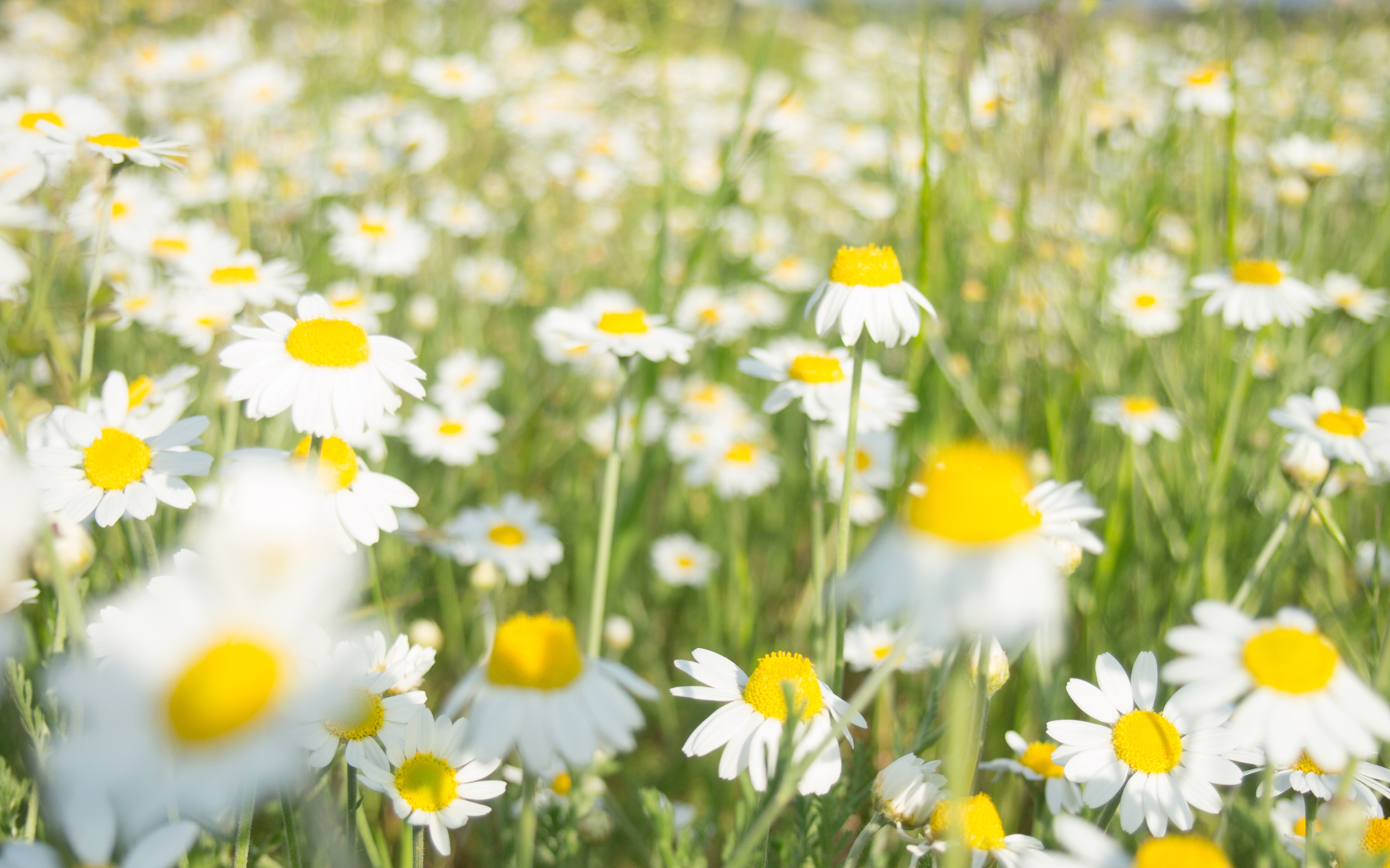 Обои цветы, лето, ромашки, белые, flowers, summer, chamomile, white разрешение 4032x2520 Загрузить