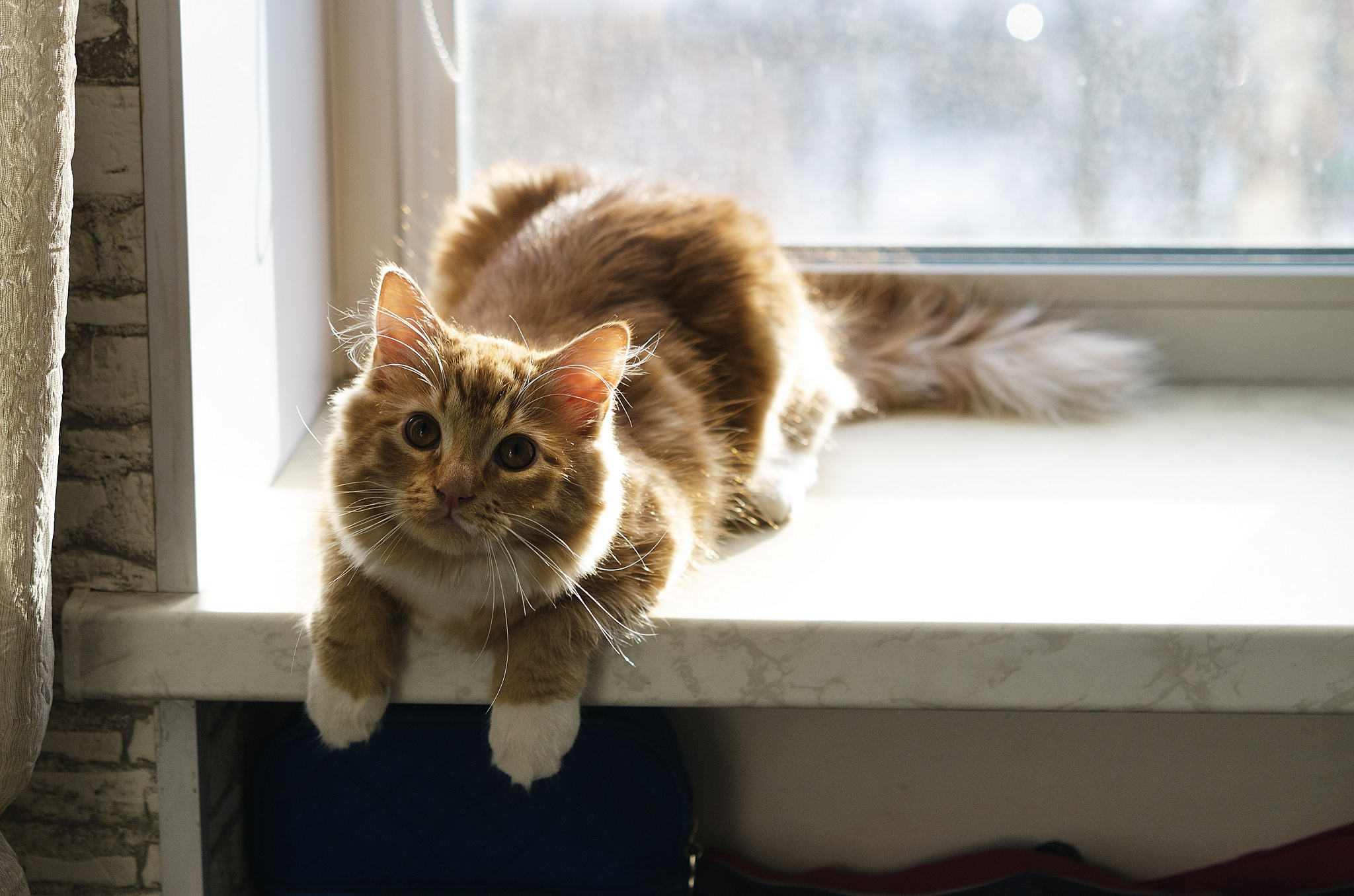 Обои фон, кошка, взгляд, окно, background, cat, look, window разрешение 2048x1356 Загрузить