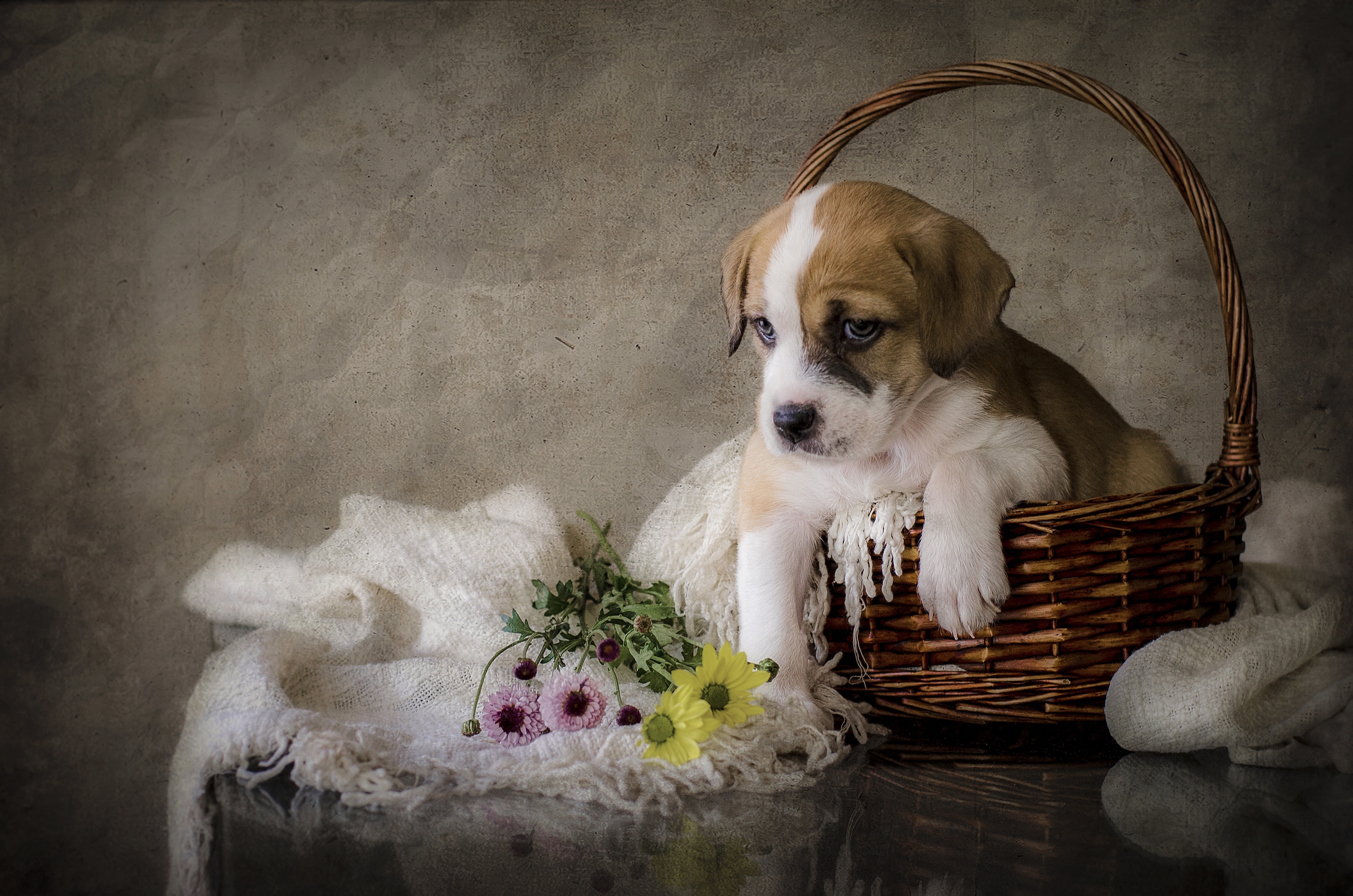 Обои цветы, собака, щенок, flowers, dog, puppy разрешение 2880x1908 Загрузить