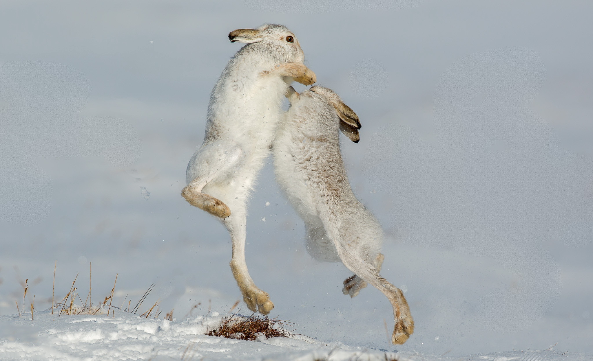 Обои природа, зайцы, defensive, горный заяц, nature, rabbits, mountain hare разрешение 2047x1248 Загрузить