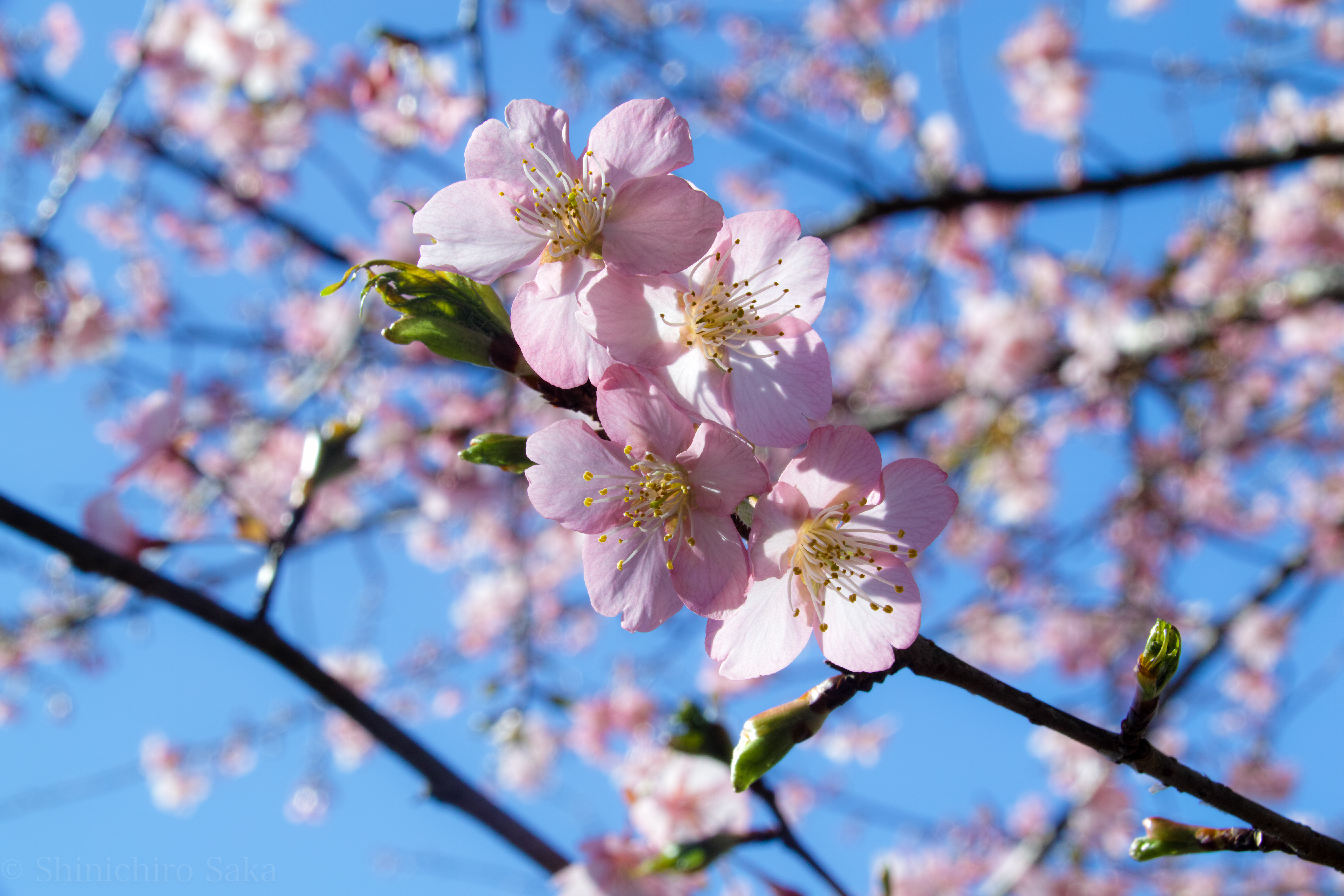 Обои небо, ветка, цветение, весна, the sky, branch, flowering, spring разрешение 4704x3136 Загрузить