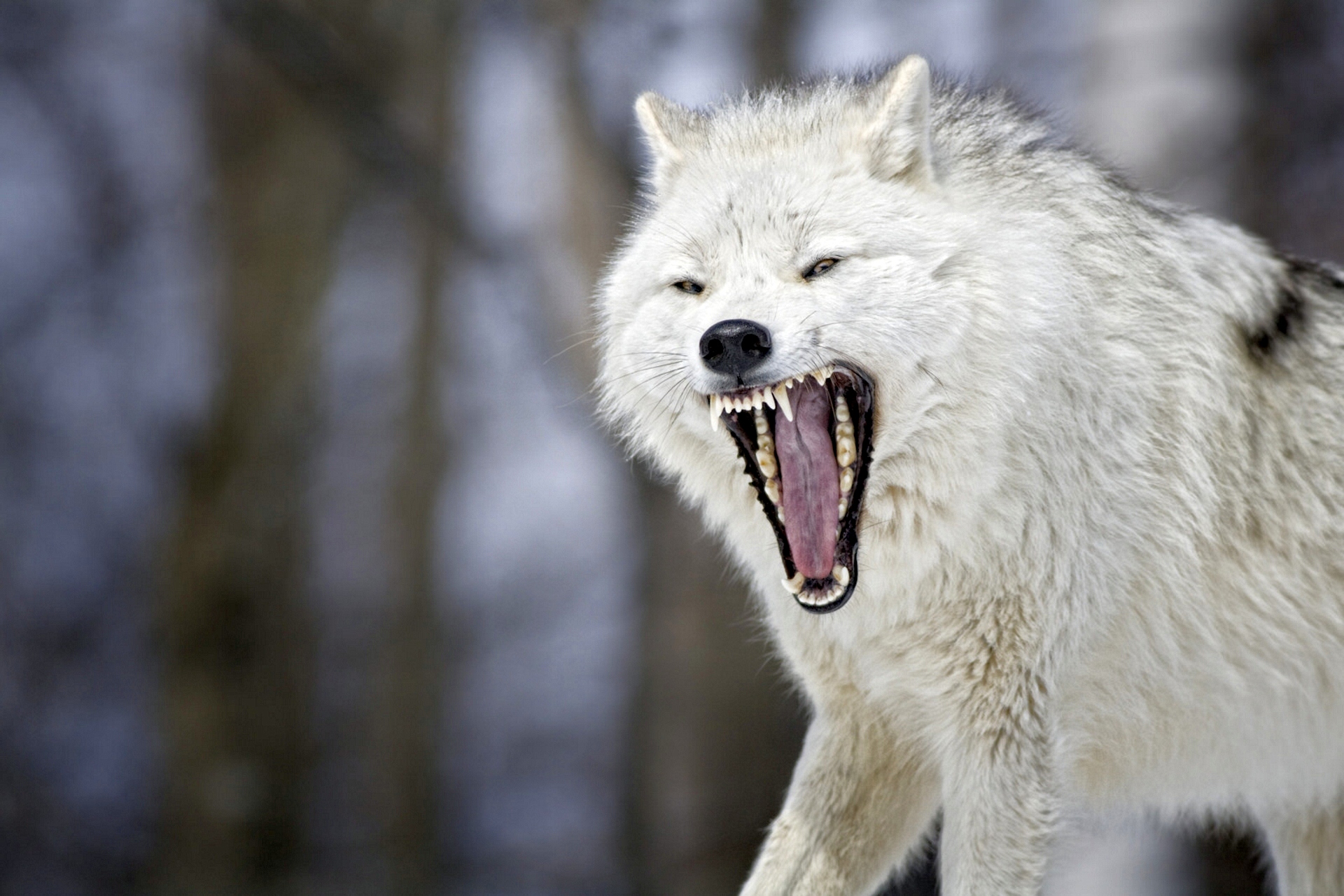 Обои зверь, пасть, волк, боке, beast, mouth, wolf, bokeh разрешение 1920x1280 Загрузить
