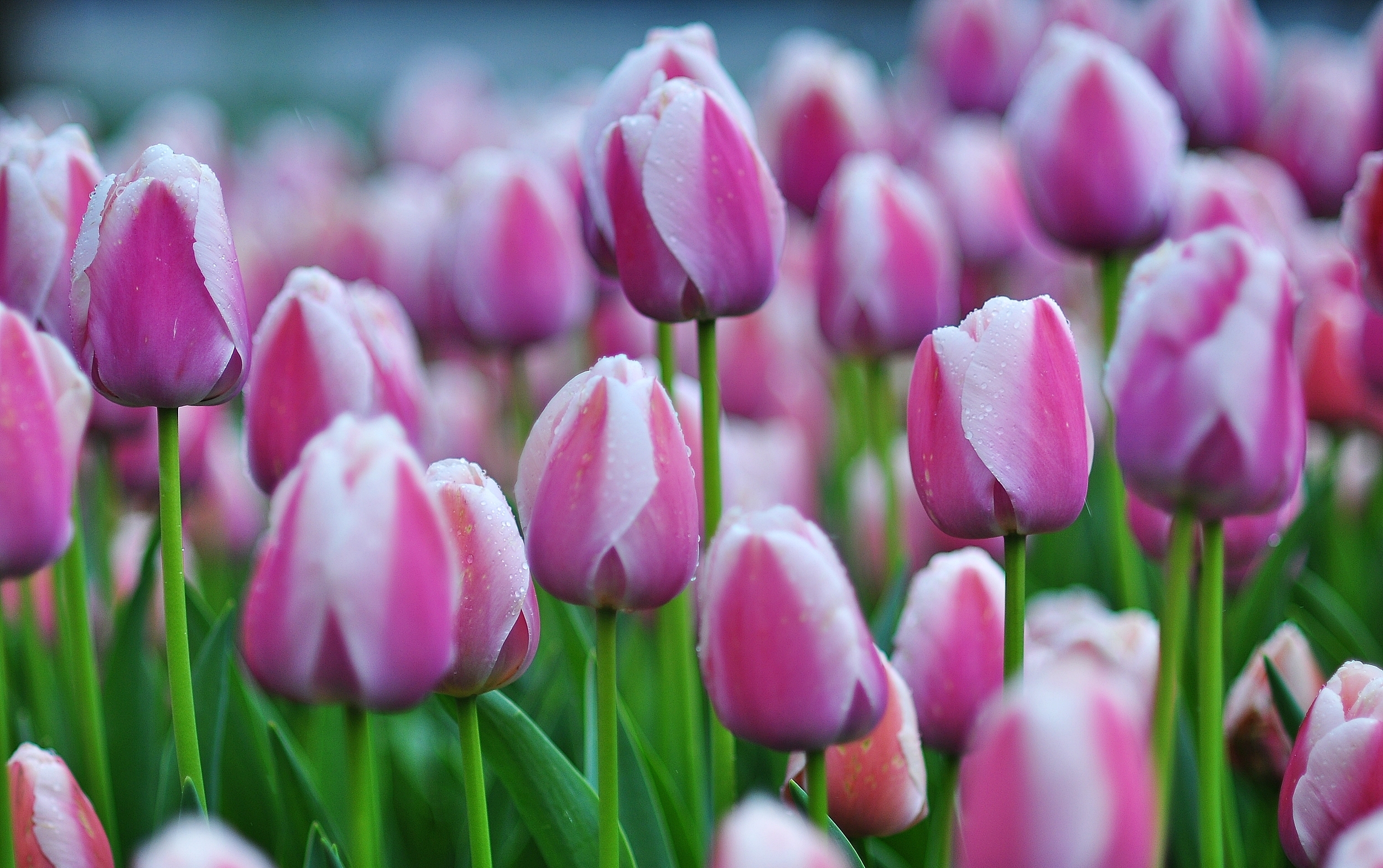 Обои бутоны, тюльпаны, много, buds, tulips, a lot разрешение 2500x1570 Загрузить