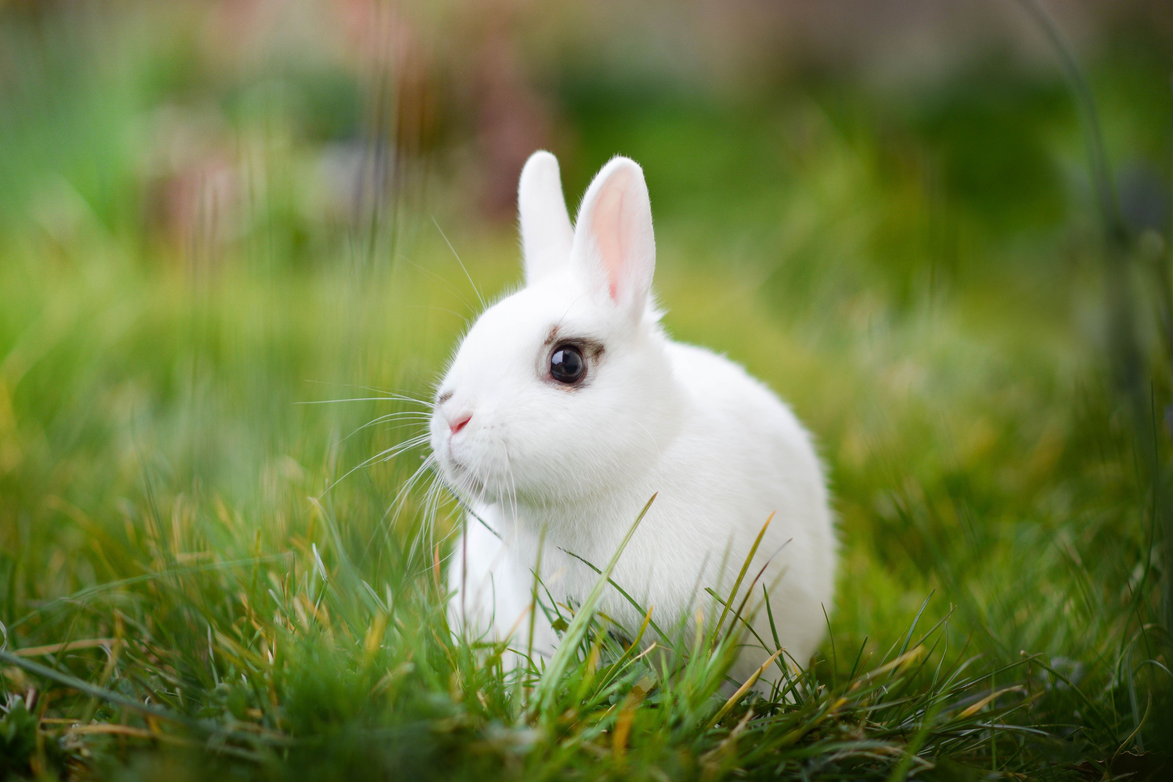 Обои трава, белый, кролик, боке, белый кролик, grass, white, rabbit, bokeh, white rabbit разрешение 4000x2667 Загрузить