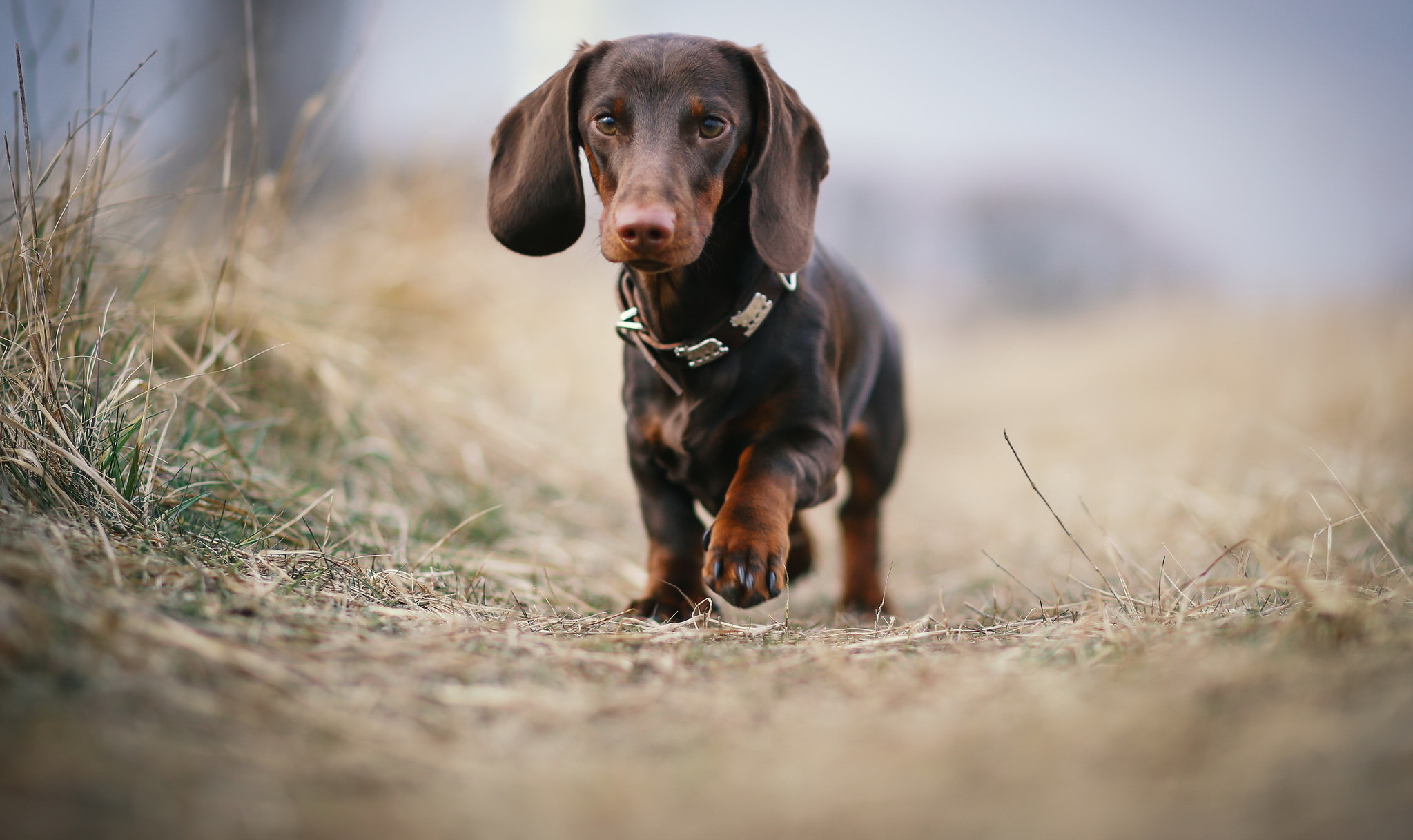 Each dog. Такса чапитосики. Красивая такса. Злая такса. Взгляд таксы.