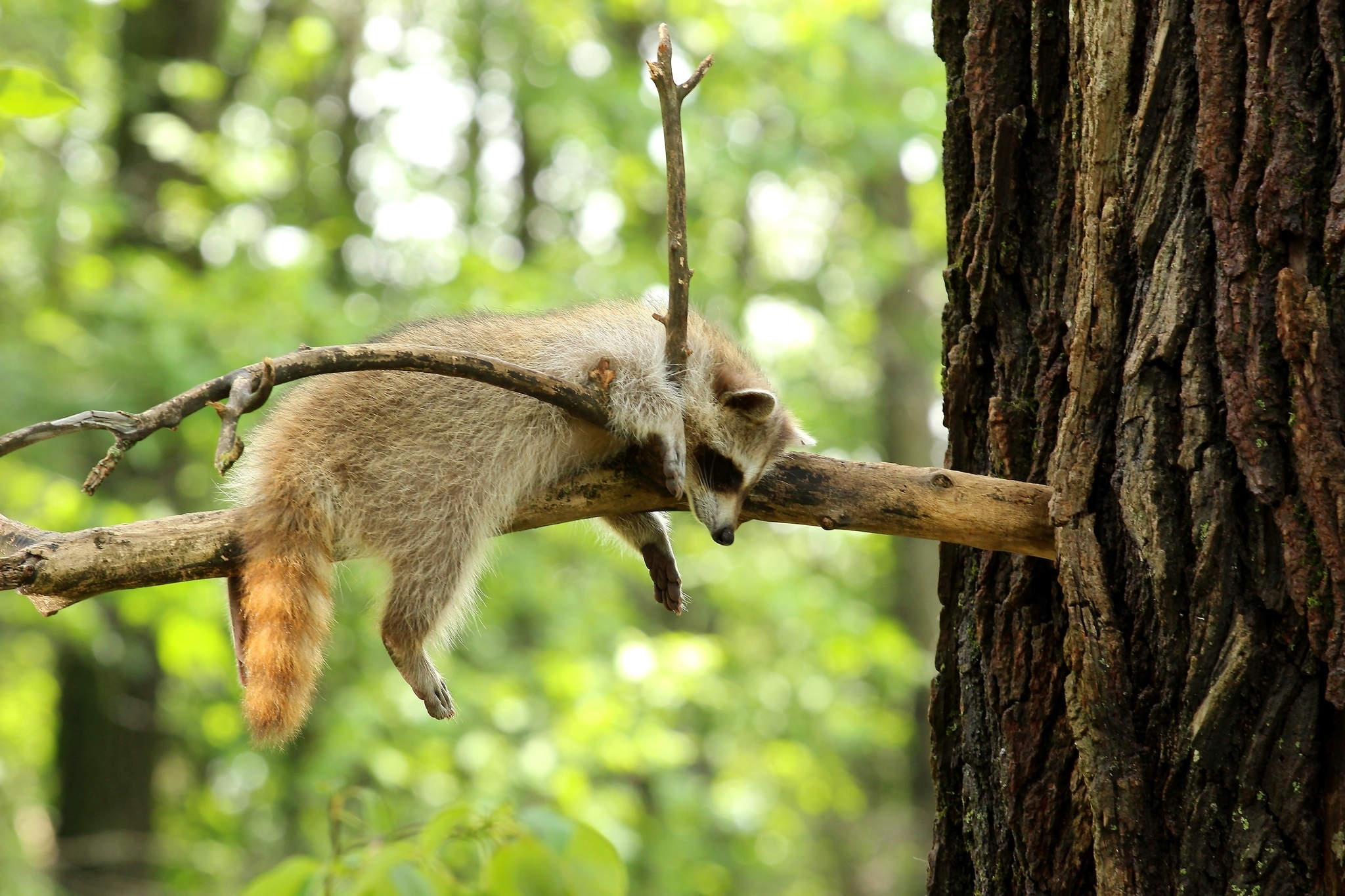 Animal tree. Животные на дереве. Зверек на дереве. Звери в дереве. Животное на ветке.